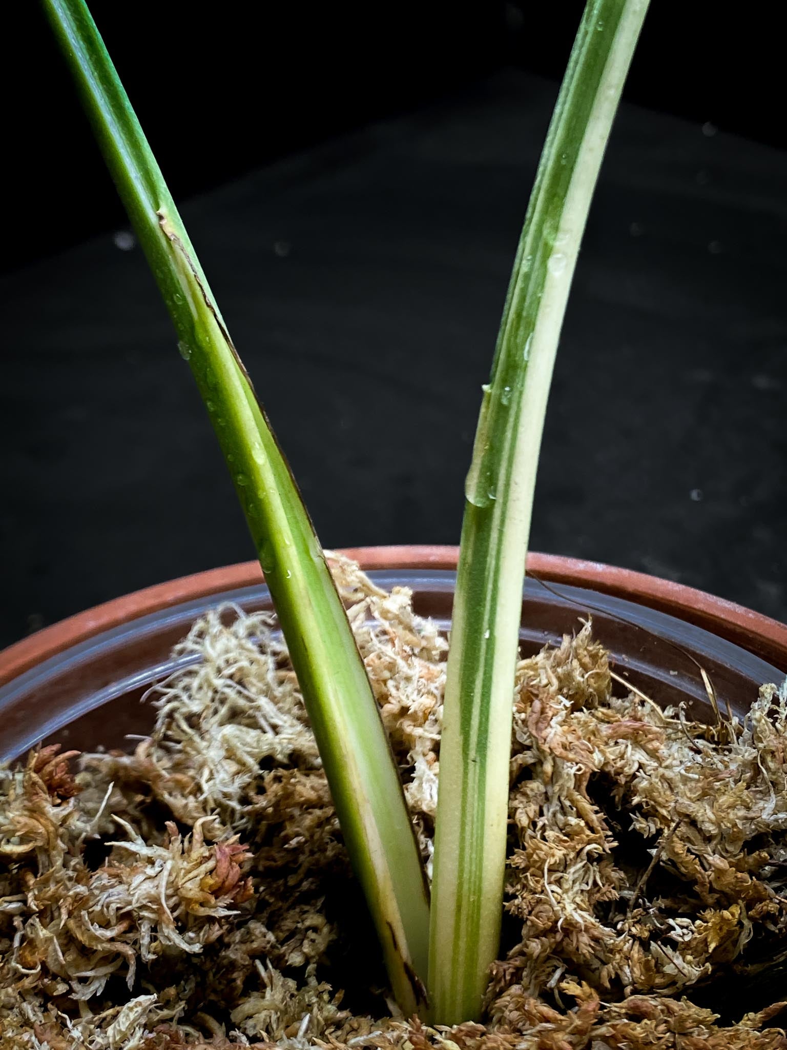 Monstera Mint Noid 3 leaves Top Cutting Highly Variegated