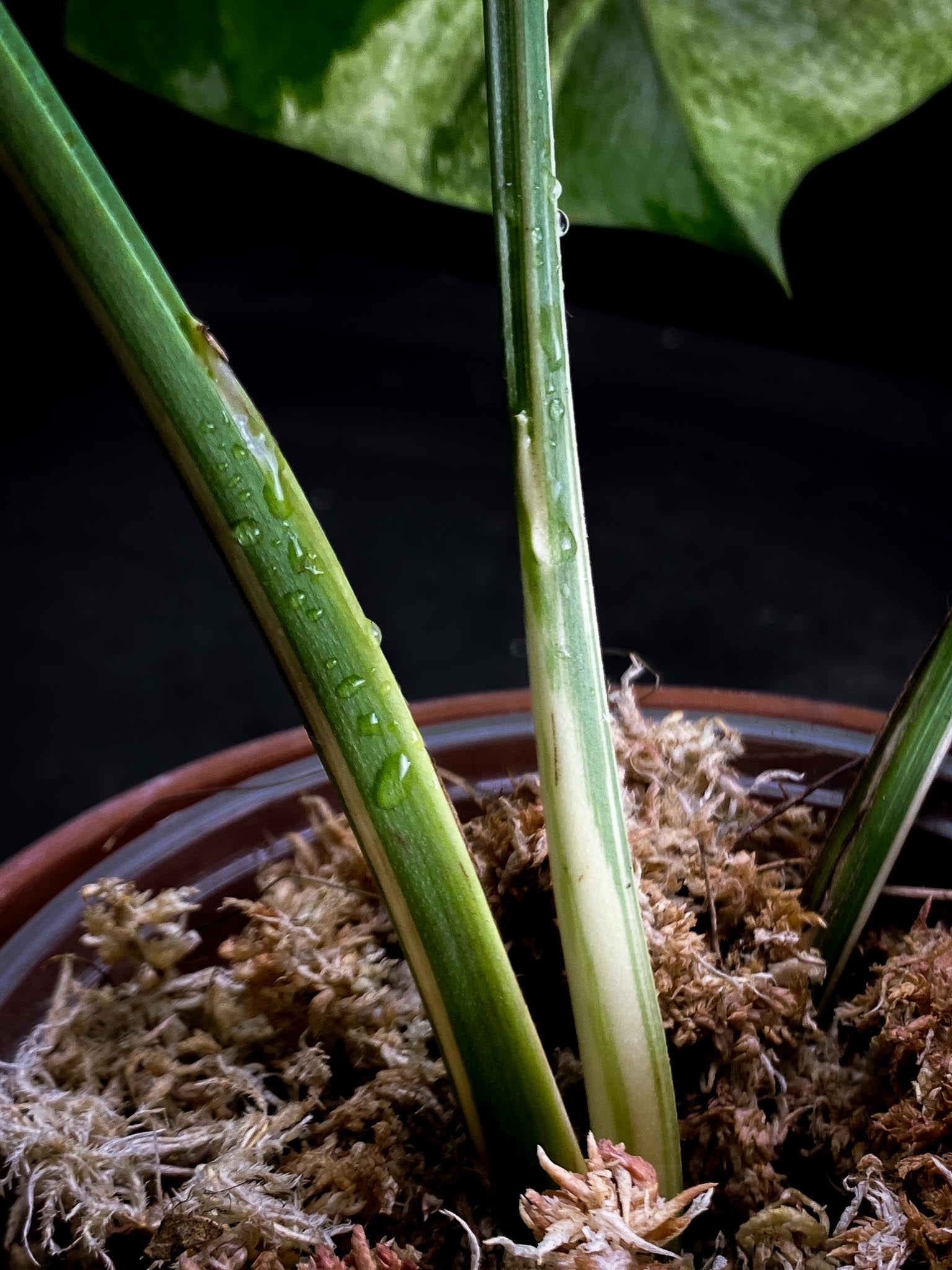 Monstera Mint Noid 3 leaves Top Cutting Highly Variegated