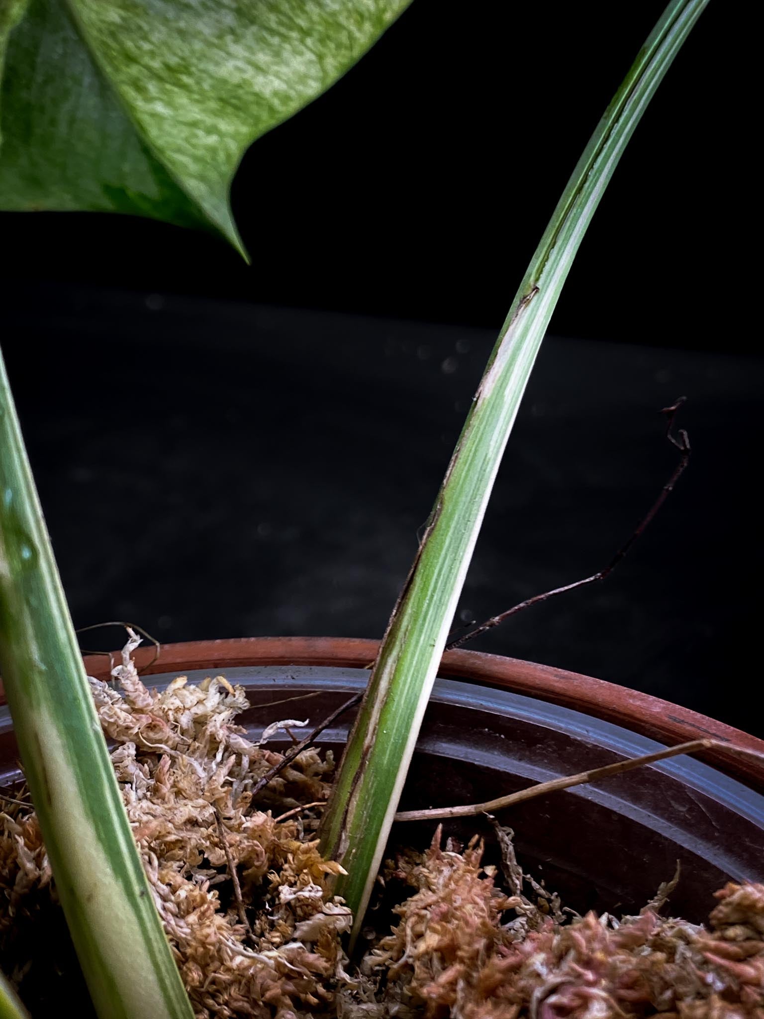 Monstera Mint Noid 3 leaves Top Cutting Highly Variegated