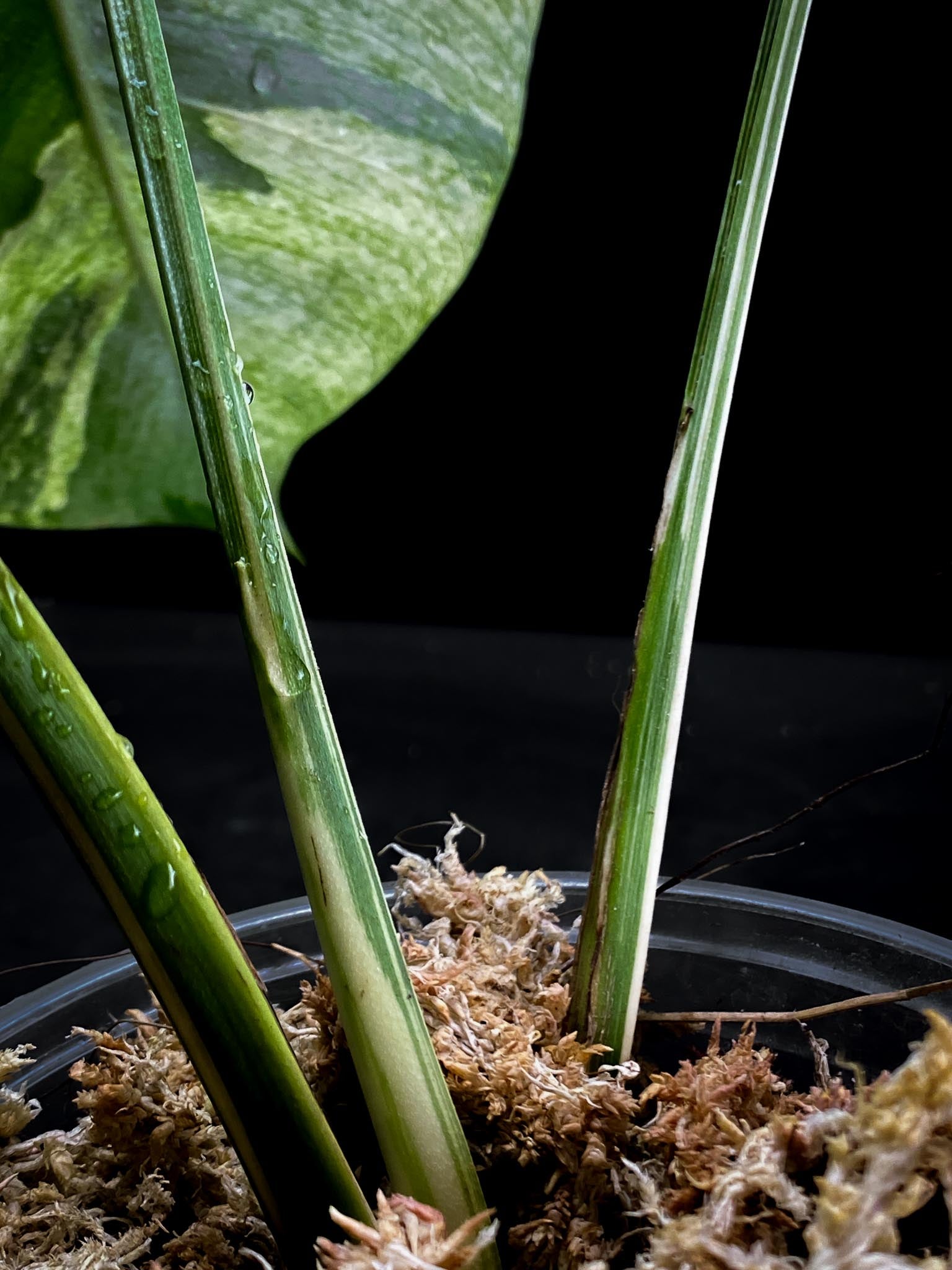 Monstera Mint Noid 3 leaves Top Cutting Highly Variegated