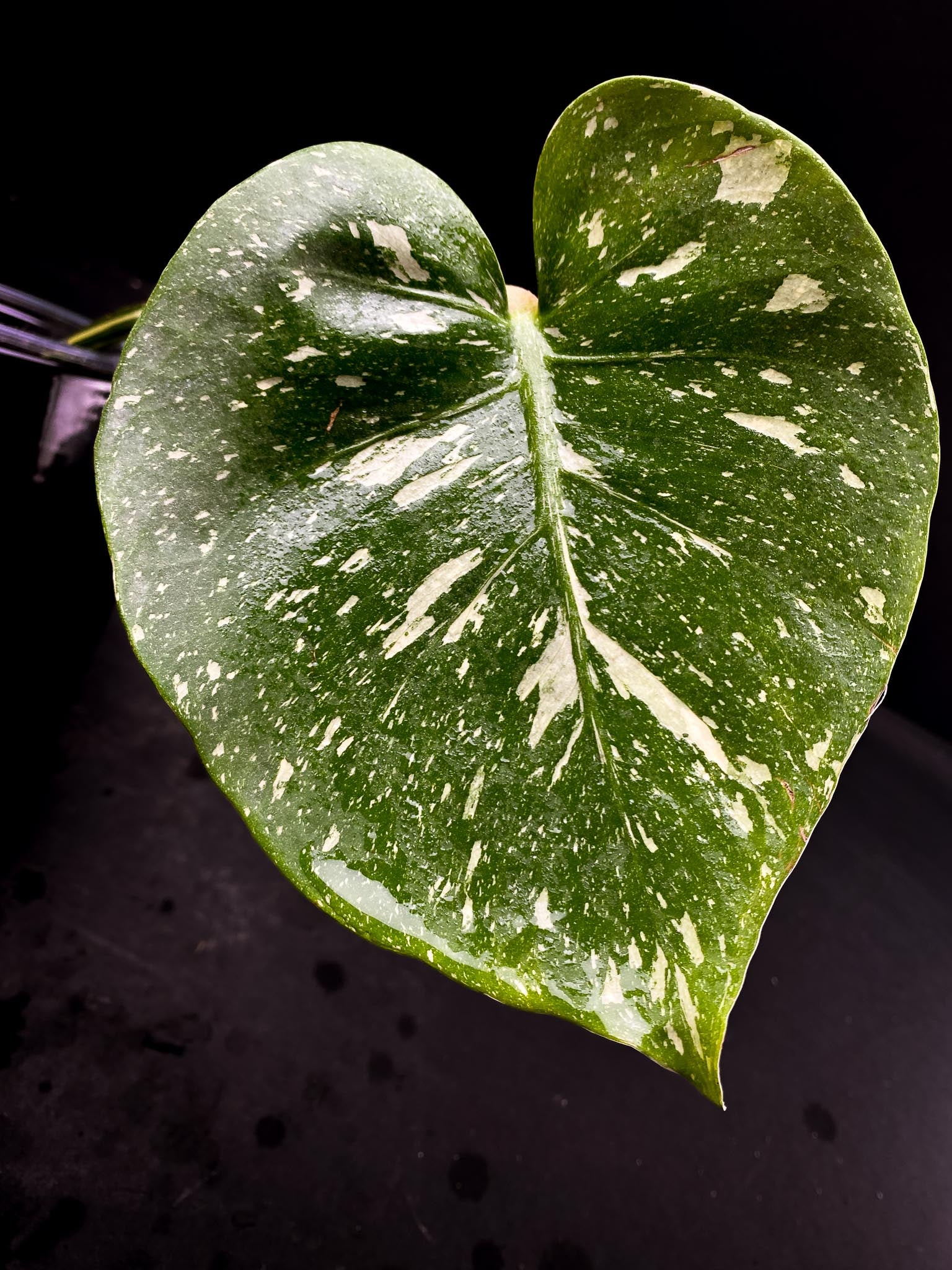 Monstera Thai Constellation 2 leaves