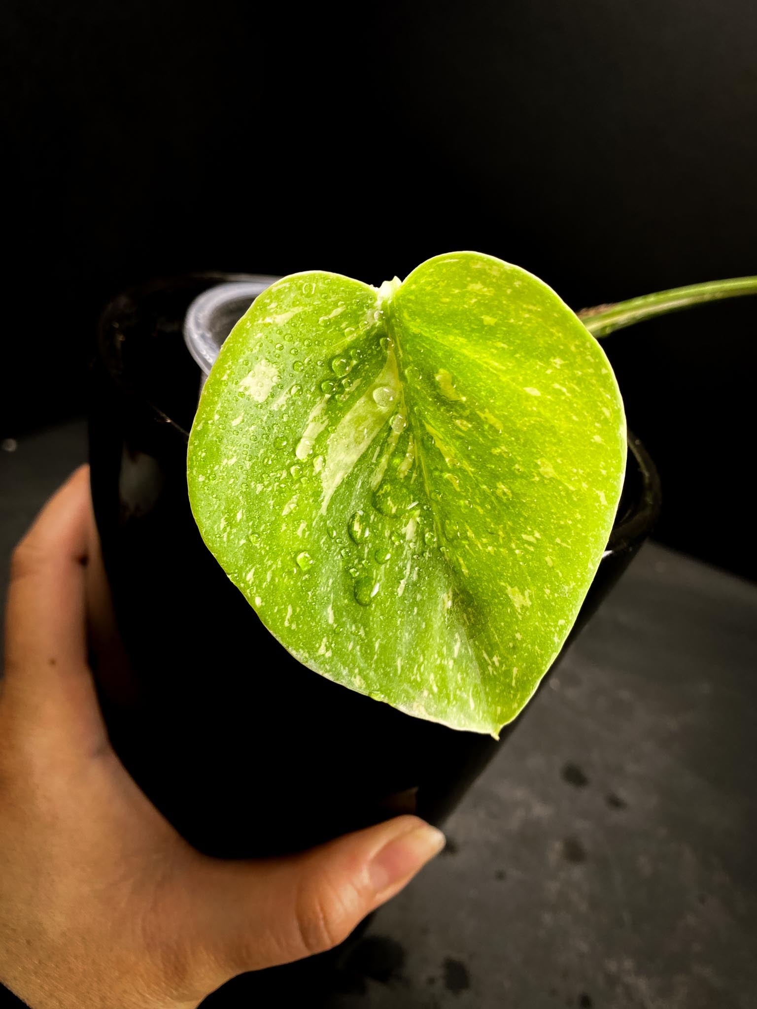 Monstera Thai Constellation 2 leaves