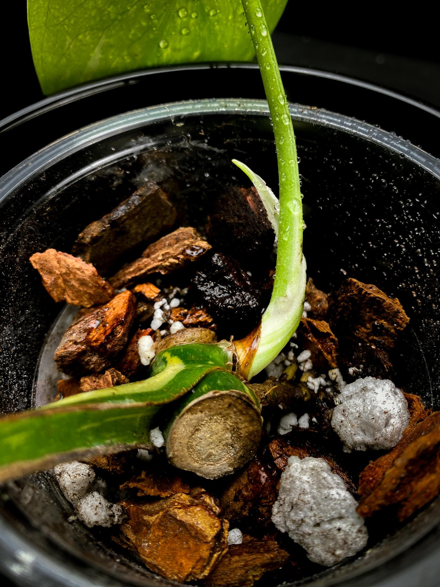 Monstera Thai Constellation 2 leaves