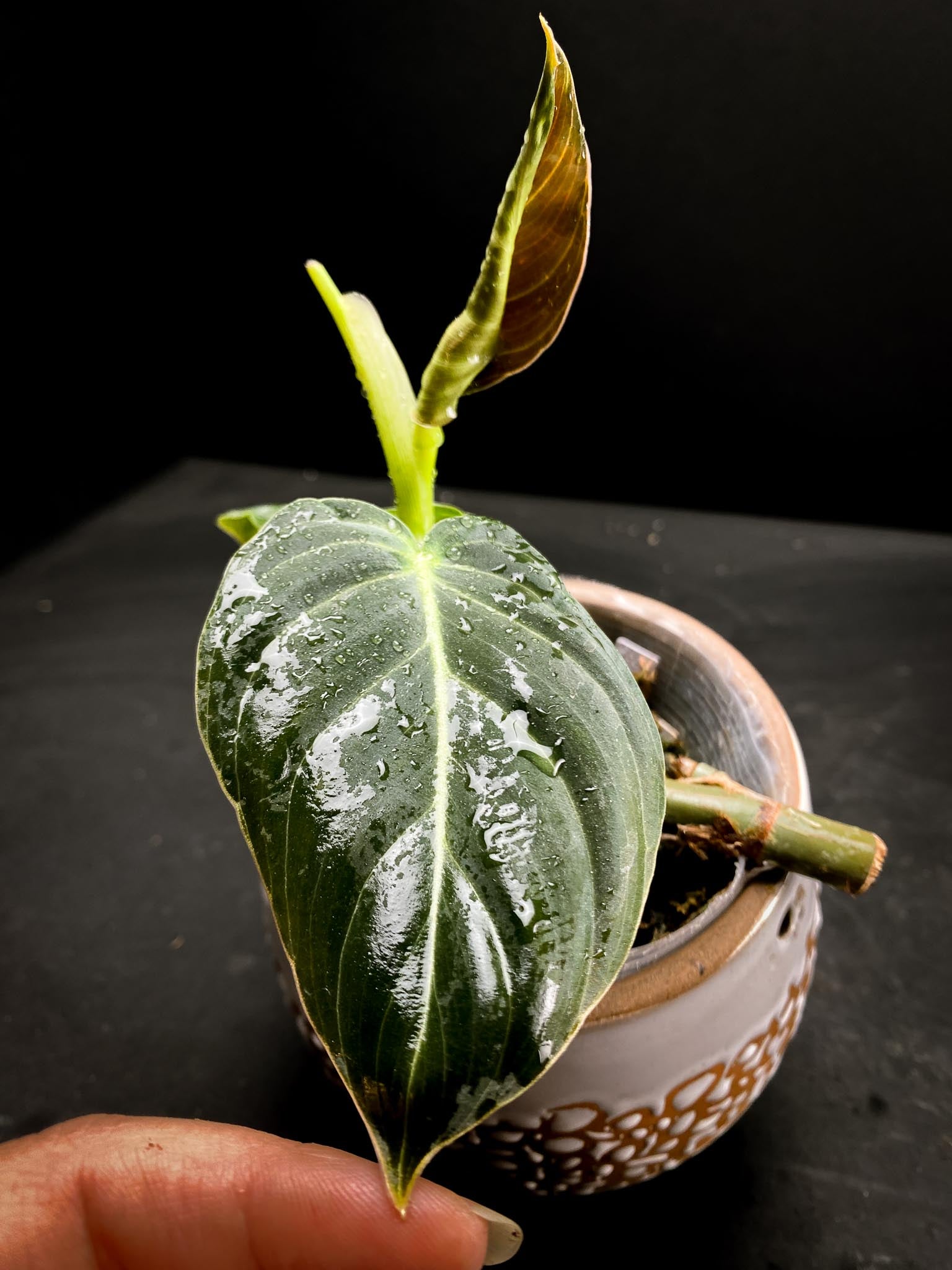 Philodendron  Melanochrysum variegated (Reverted)