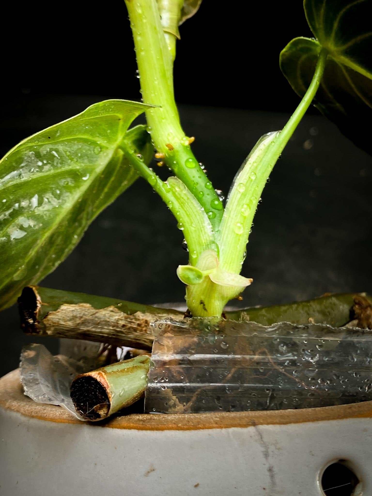 Philodendron  Melanochrysum variegated (Reverted)