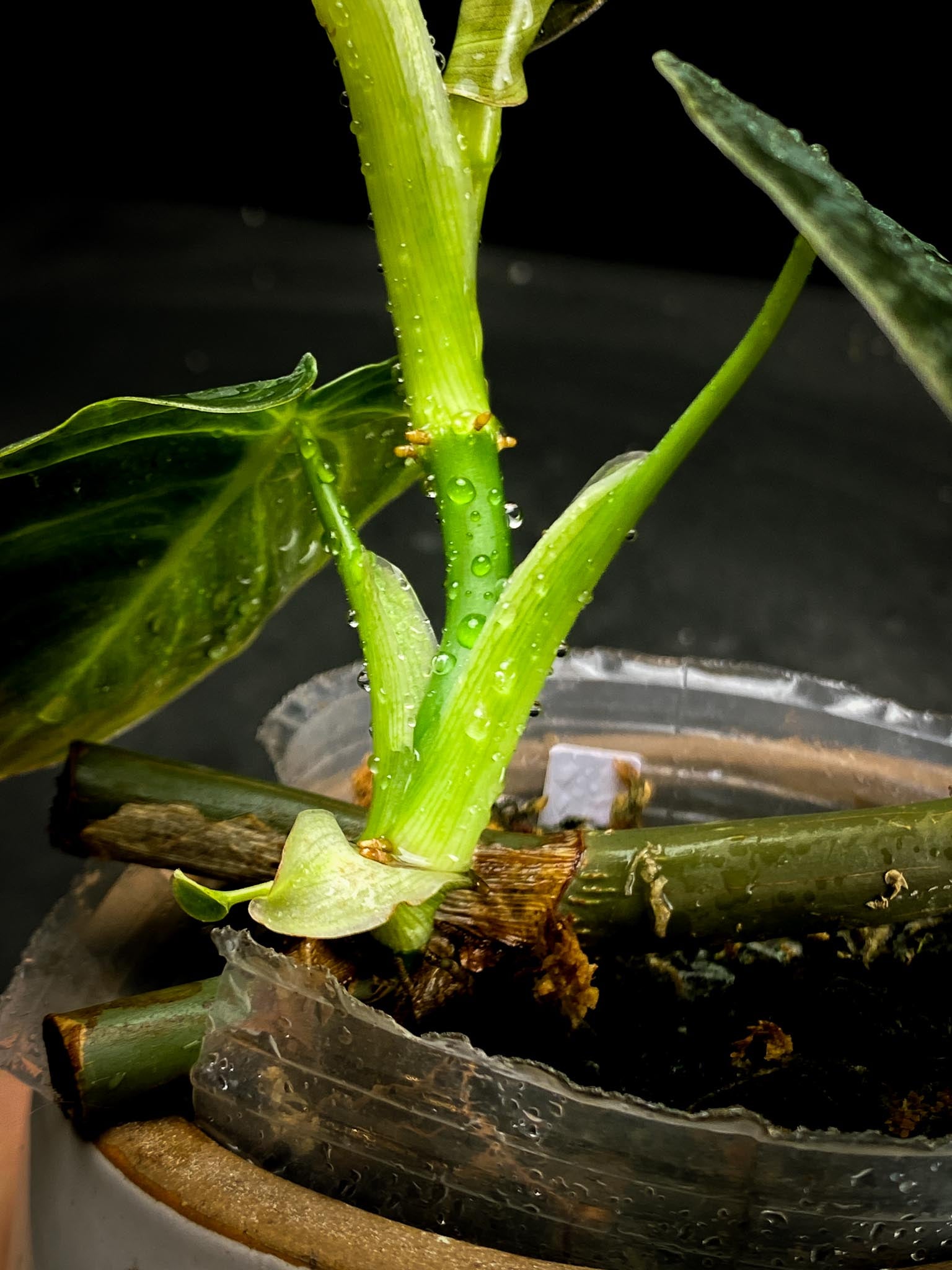 Philodendron  Melanochrysum variegated (Reverted)