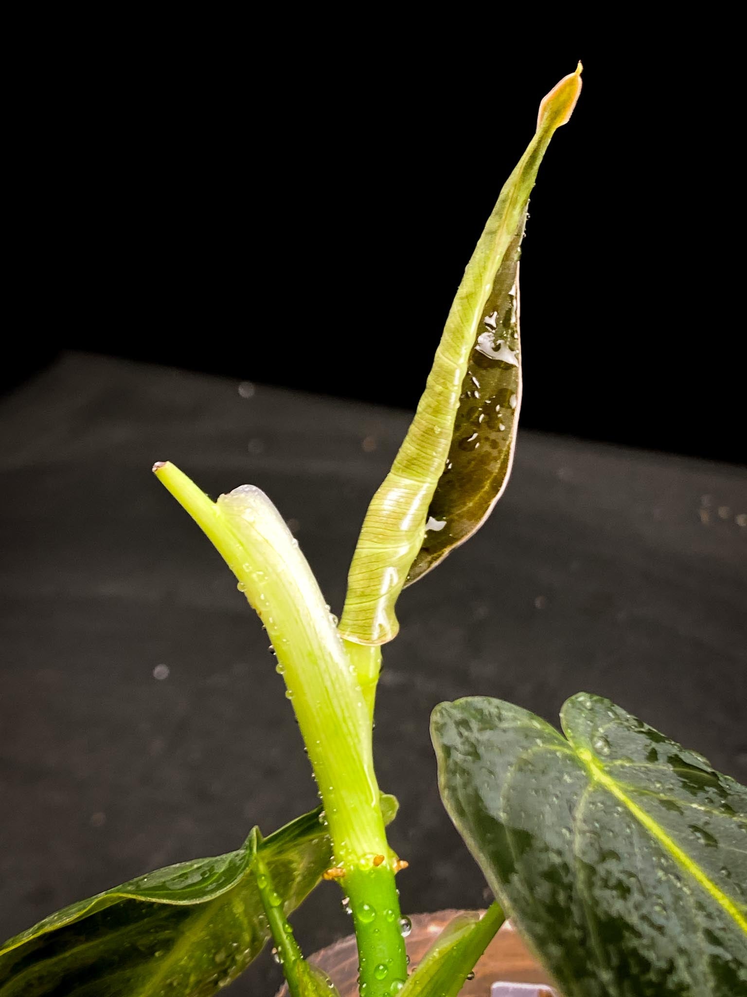 Philodendron  Melanochrysum variegated (Reverted)