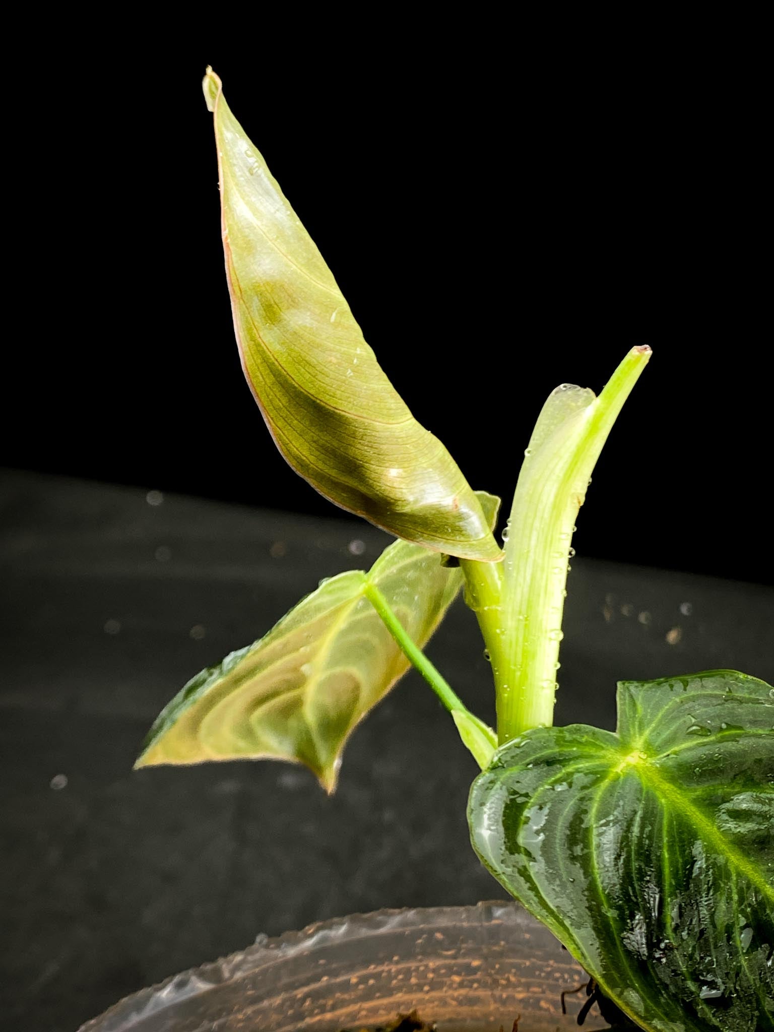 Philodendron  Melanochrysum variegated (Reverted)