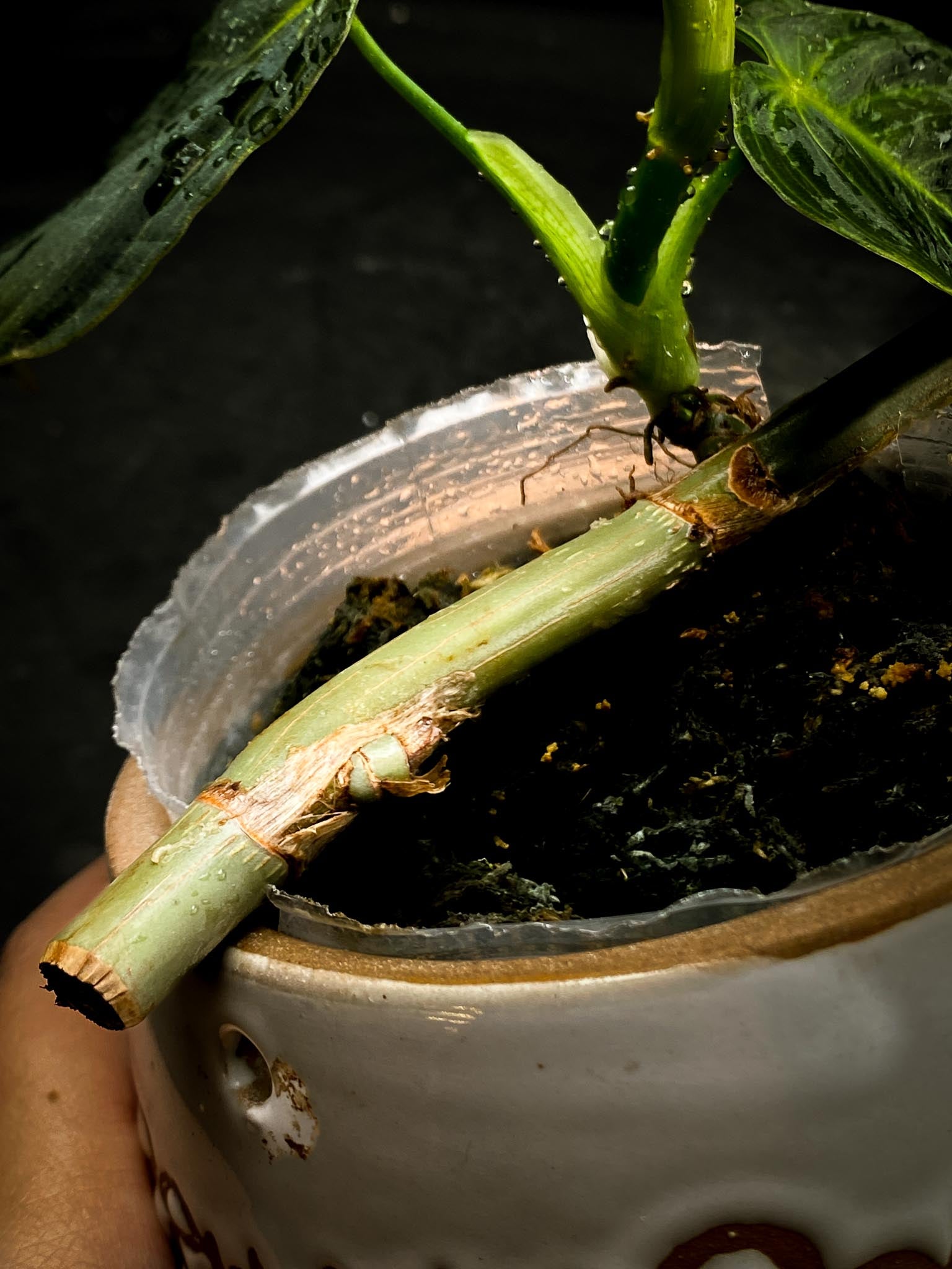 Philodendron  Melanochrysum variegated (Reverted)