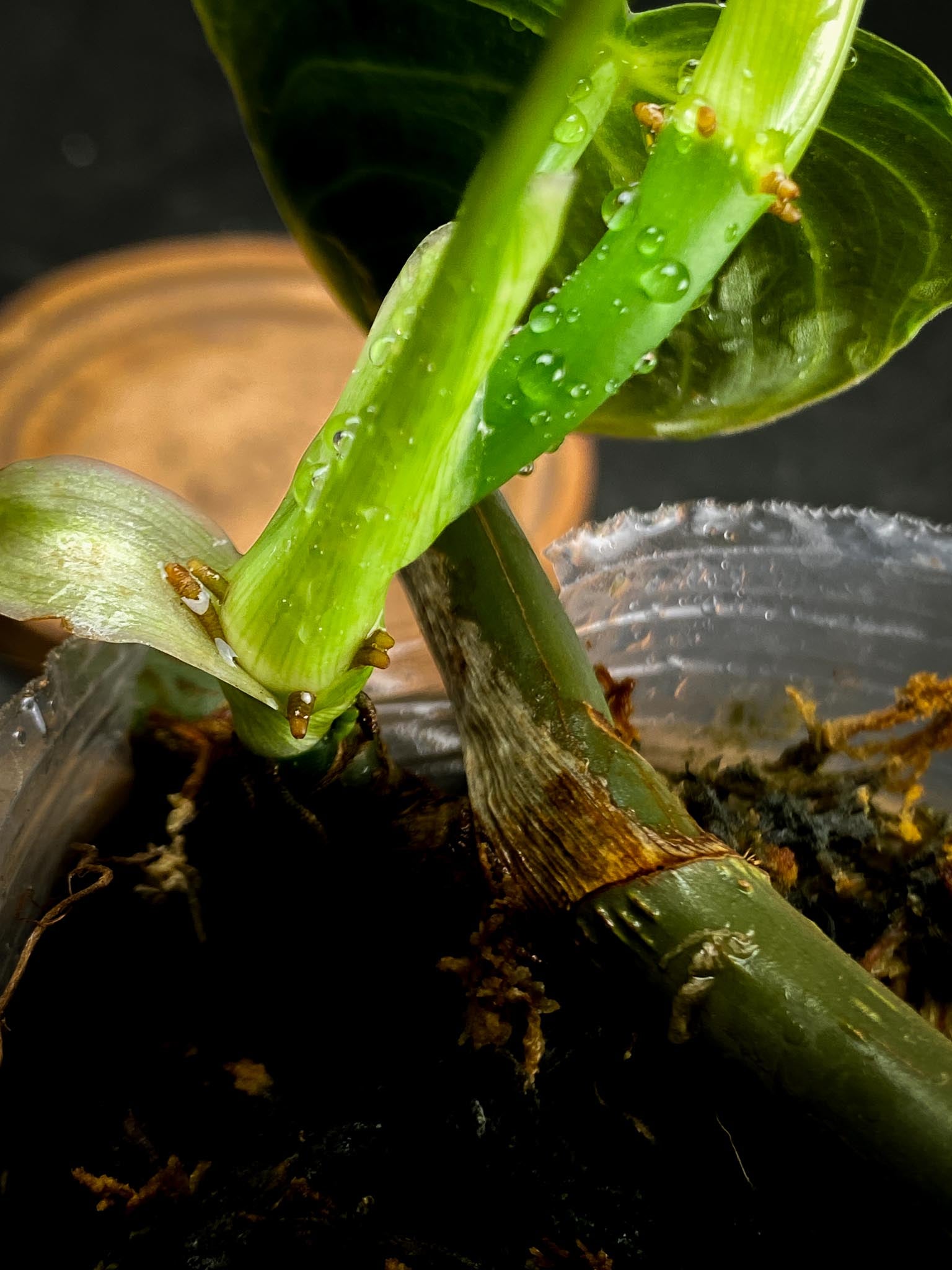 Philodendron  Melanochrysum variegated (Reverted)