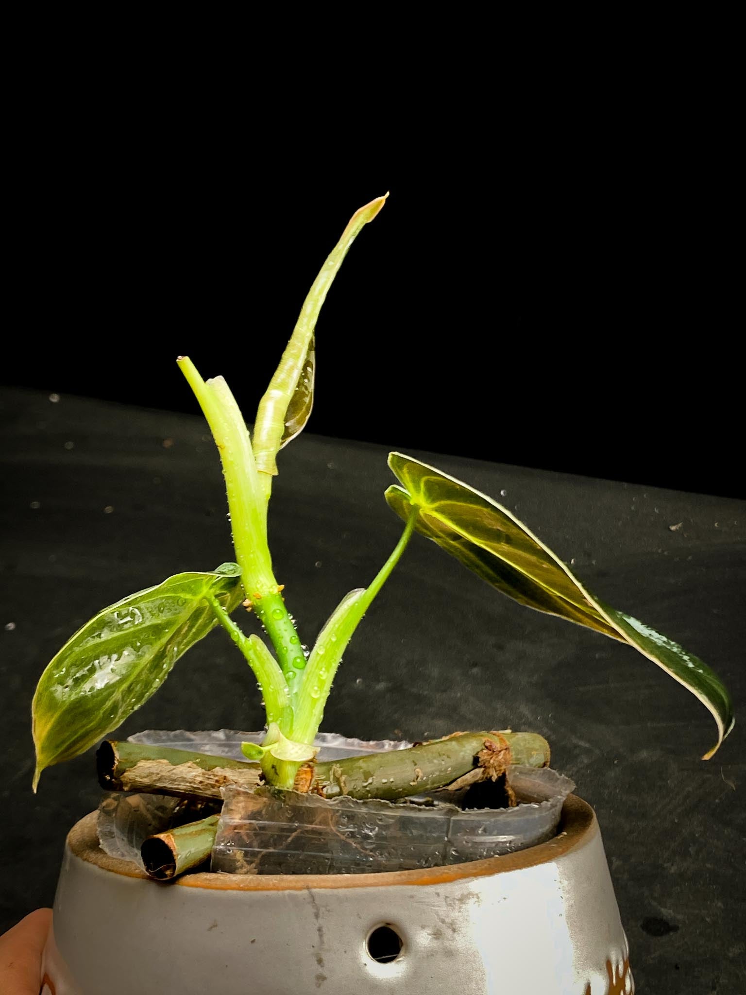 Philodendron  Melanochrysum variegated (Reverted)