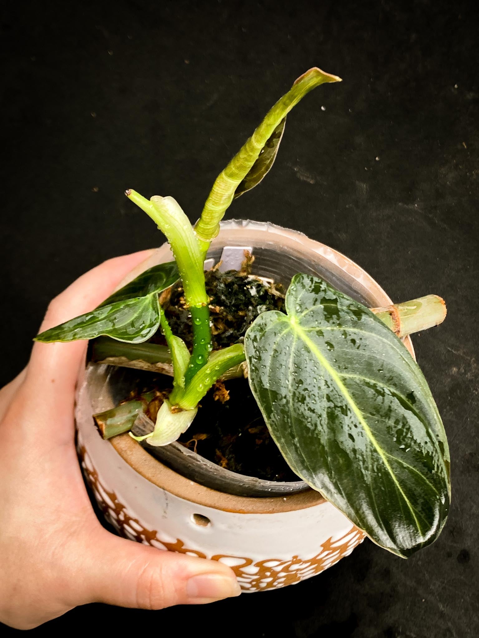 Philodendron  Melanochrysum variegated (Reverted)