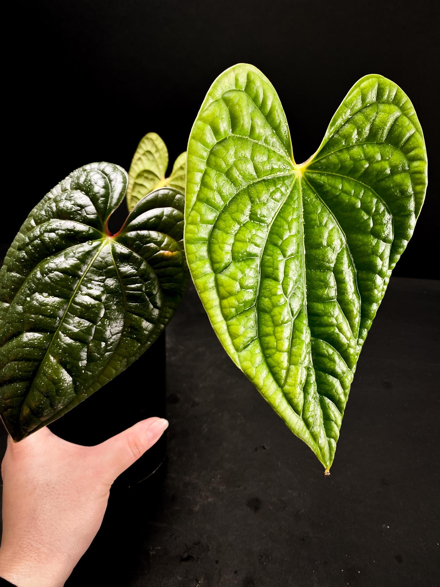 Anthurium Luxurians Wide Lobe