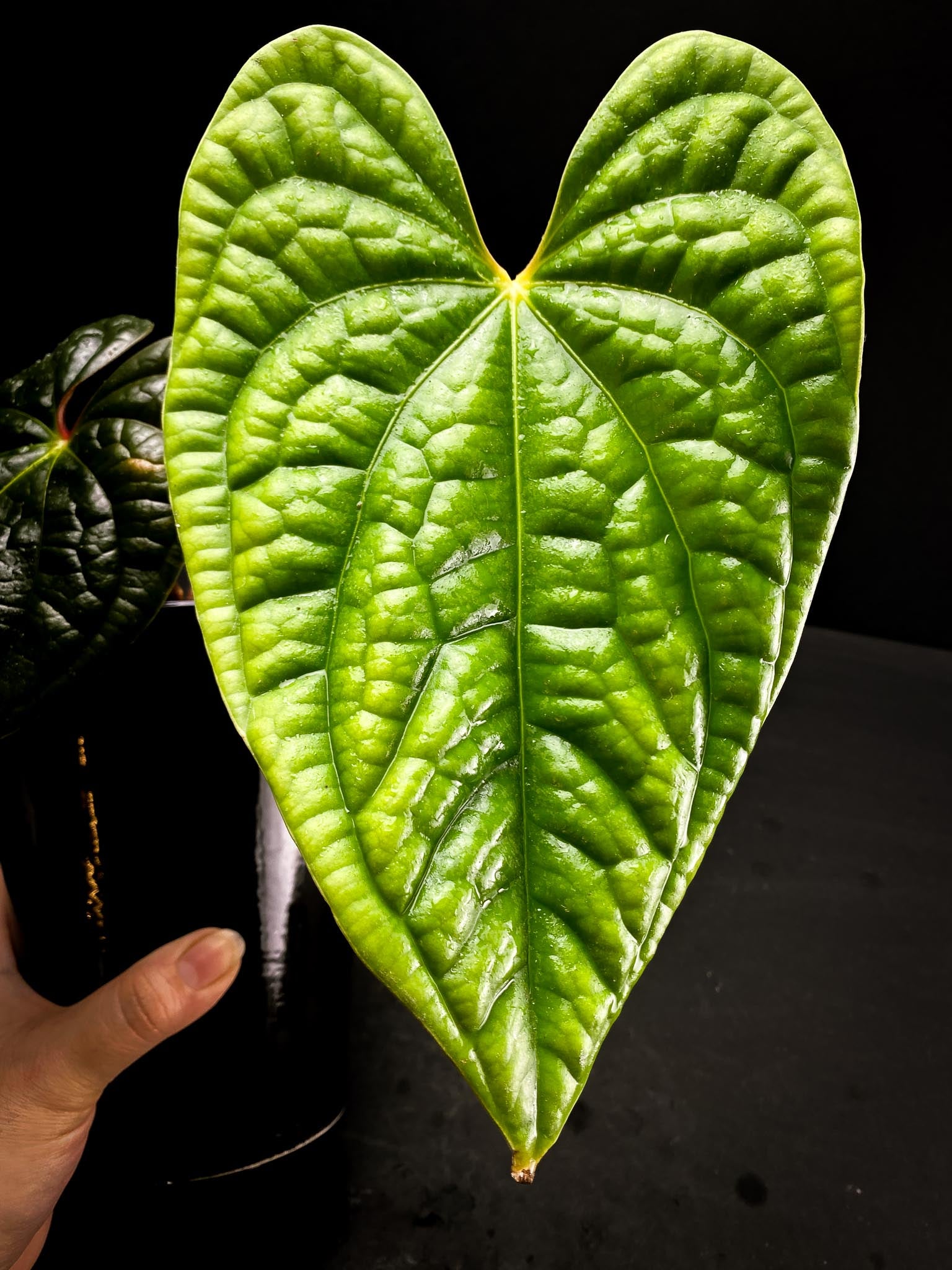 Anthurium Luxurians Wide Lobe