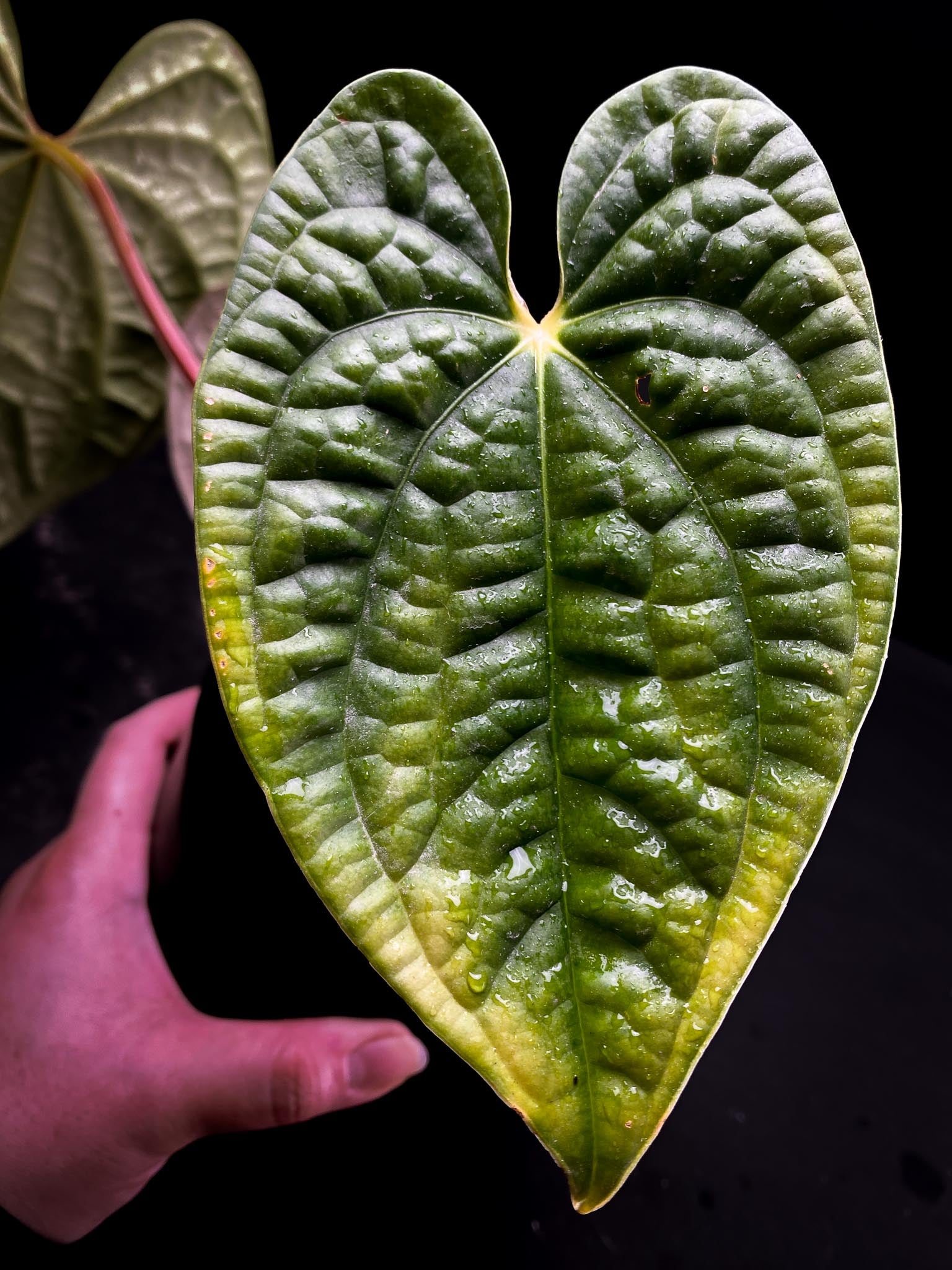 Anthurium Luxurians Wide Lobe