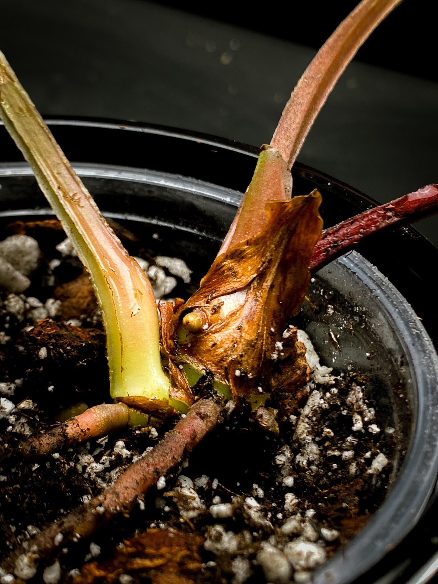 Anthurium Luxurians Wide Lobe