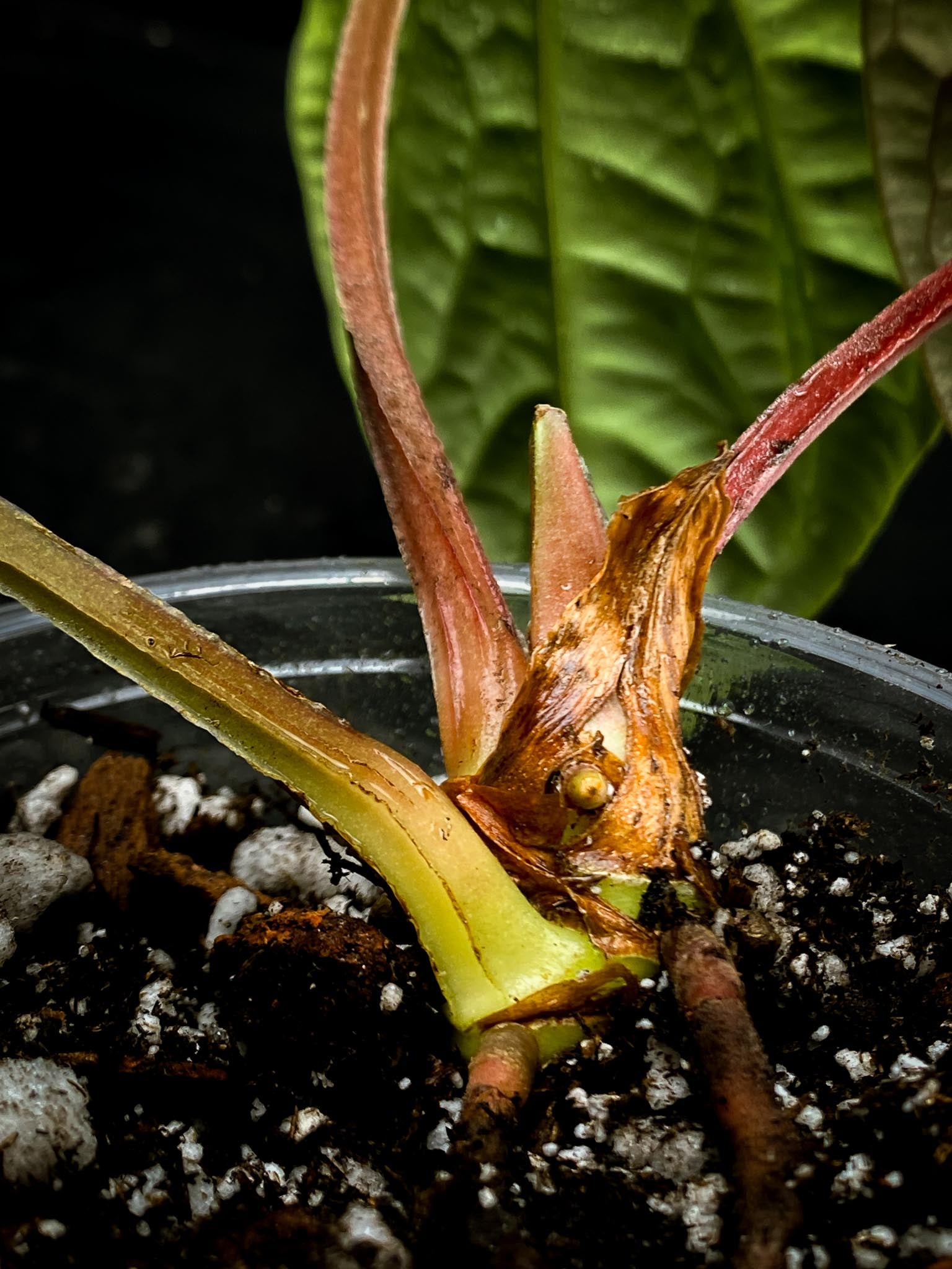 Anthurium Luxurians Wide Lobe