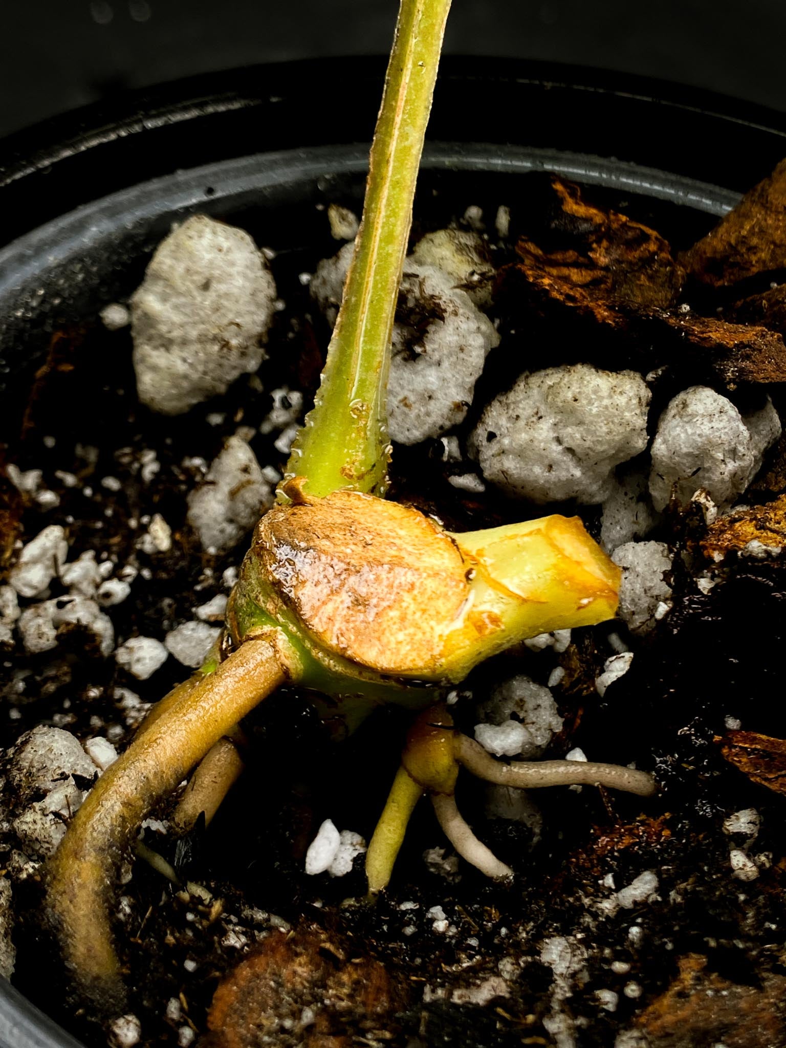 Anthurium Luxurians Wide Lobe  1 leaf double node