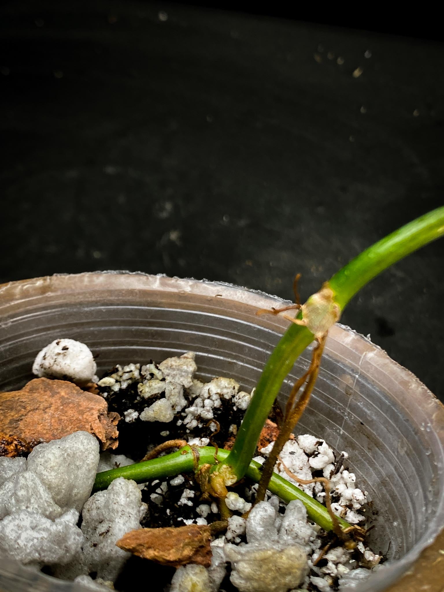 Philodendron Micans Variegated  double node