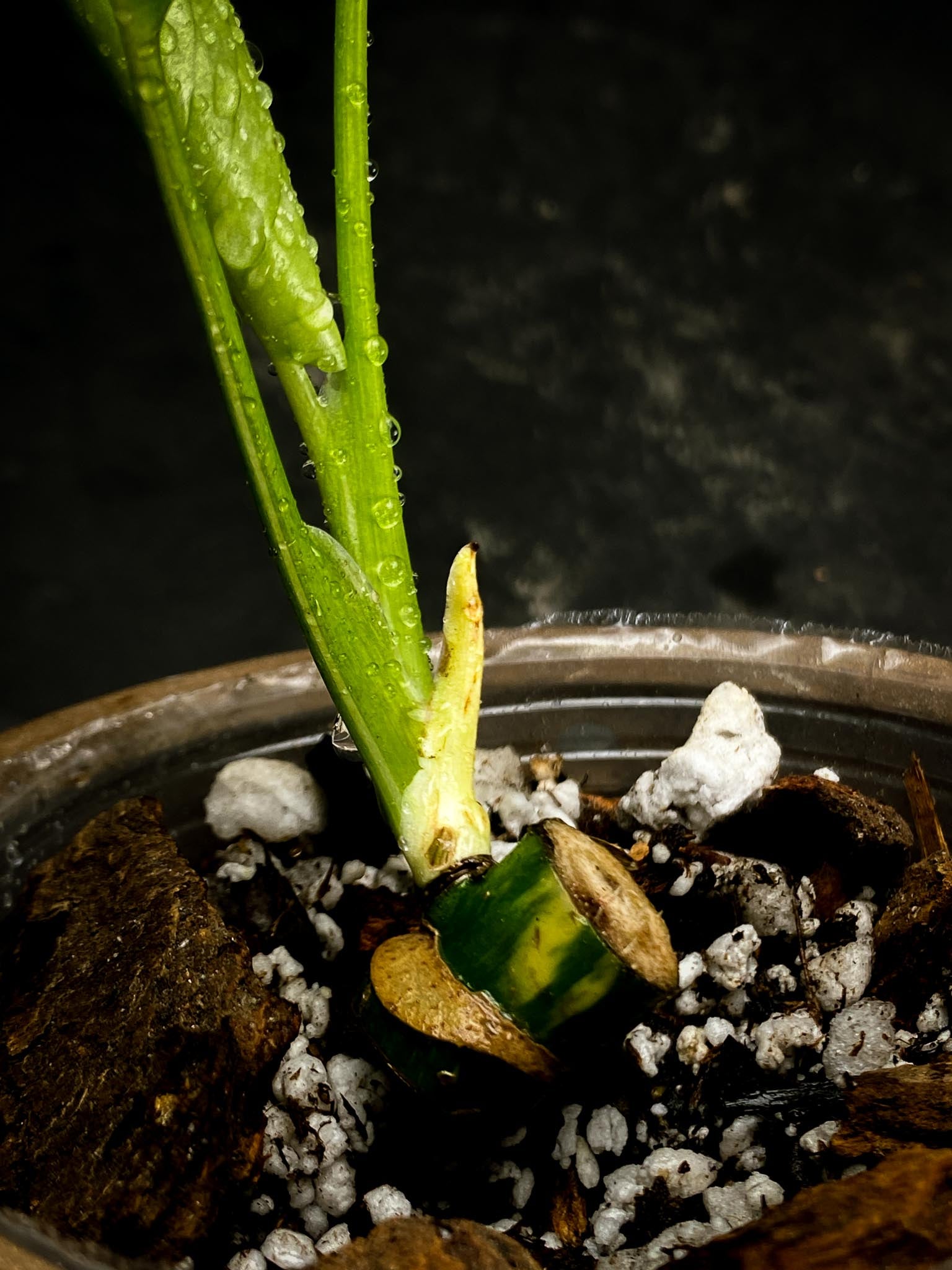 Monstera Thai Constellation 3 Leaves  3 Nodes  1 Sprout