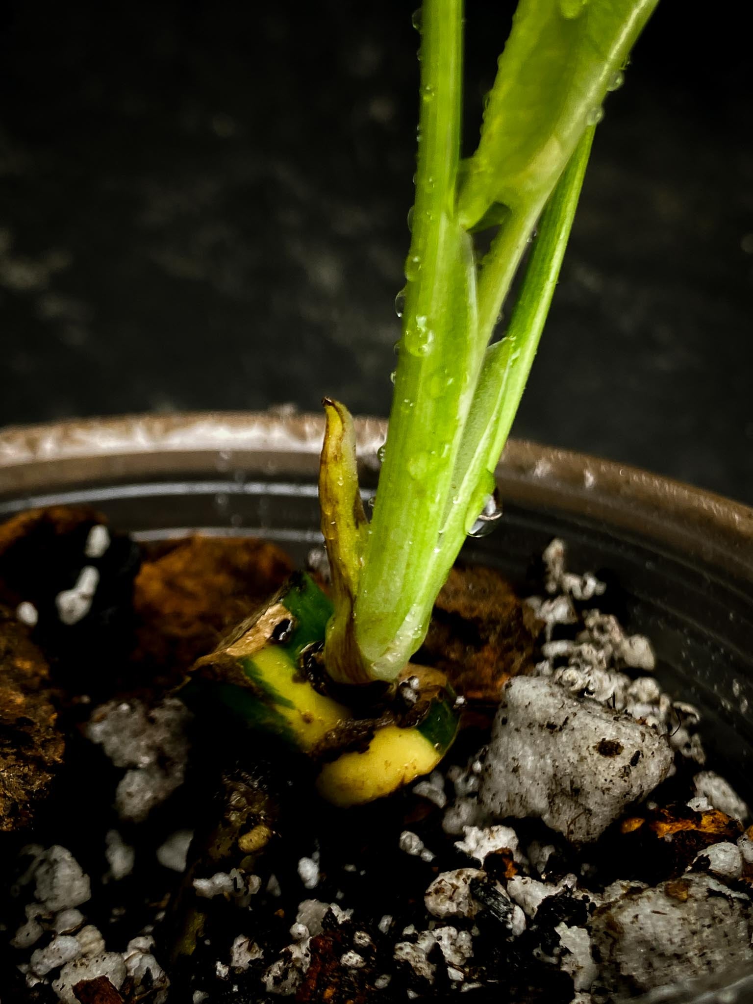 Monstera Thai Constellation 3 Leaves  3 Nodes  1 Sprout