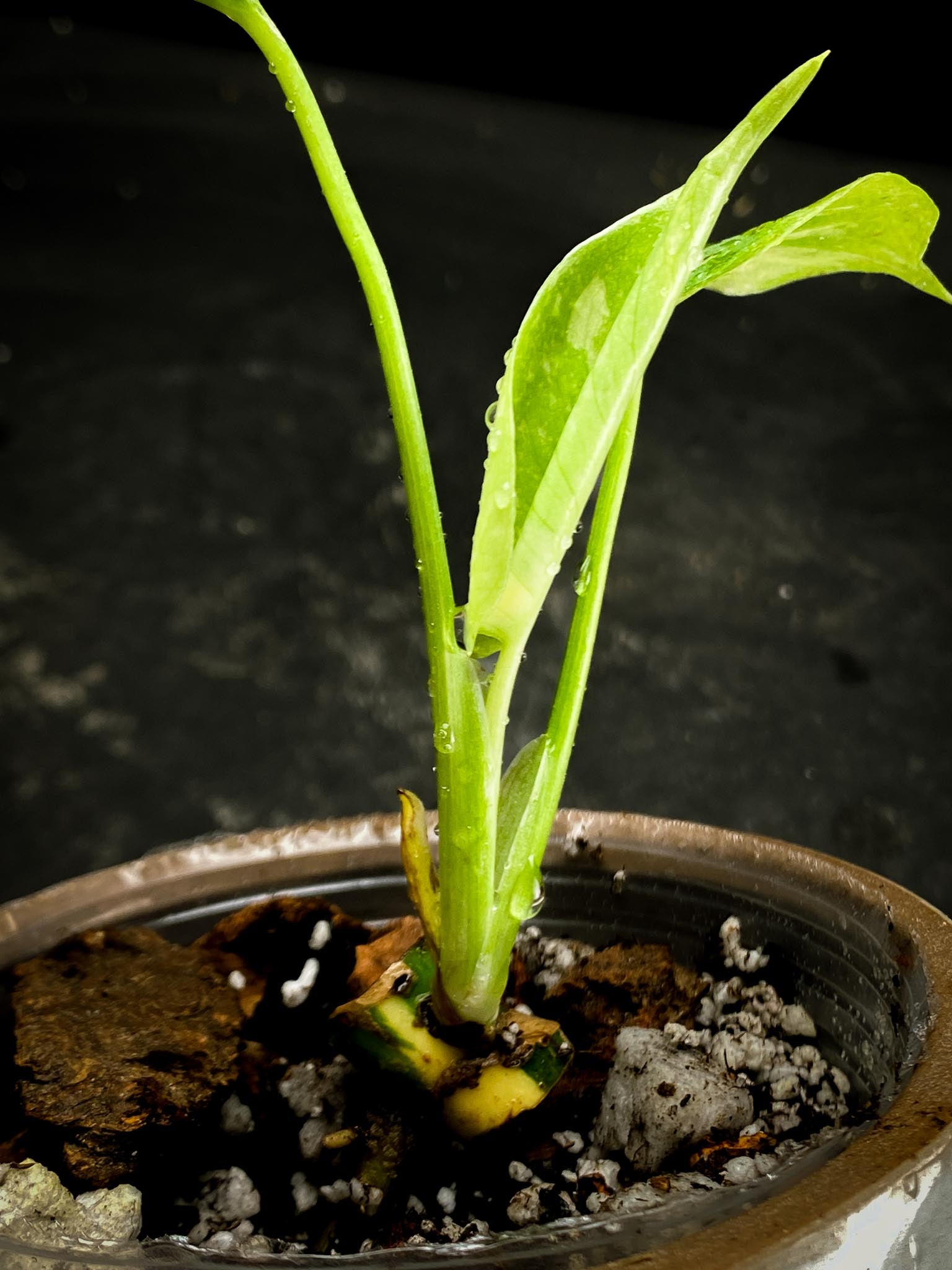 Monstera Thai Constellation 3 Leaves  3 Nodes  1 Sprout