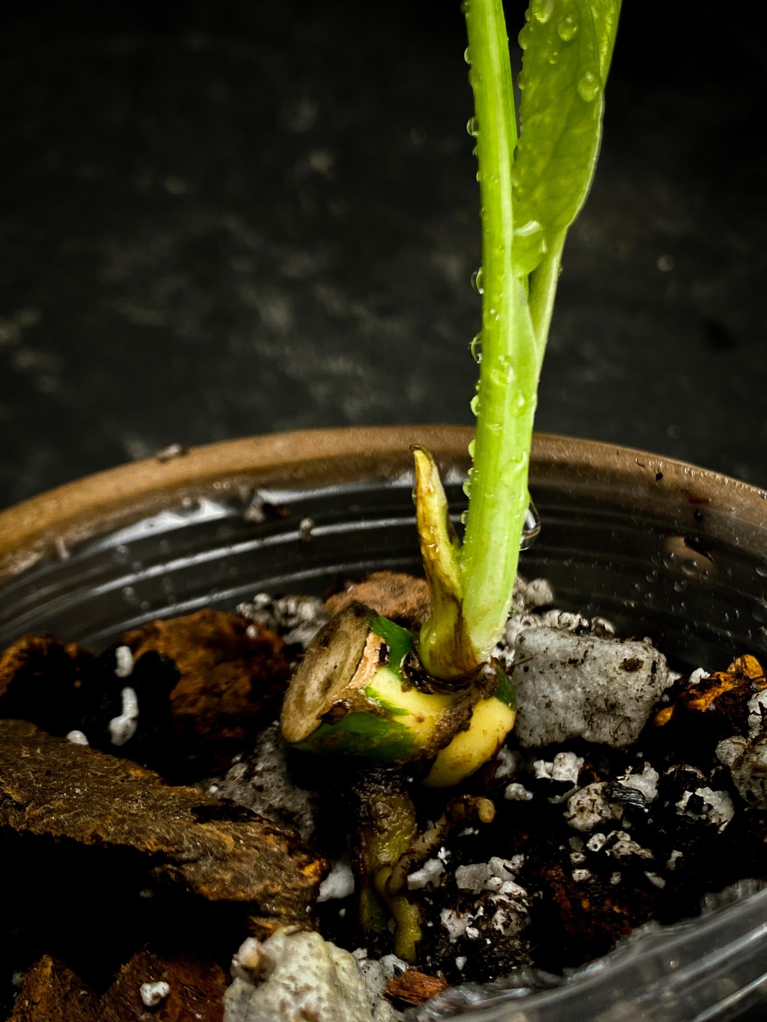 Monstera Thai Constellation 3 Leaves  3 Nodes  1 Sprout