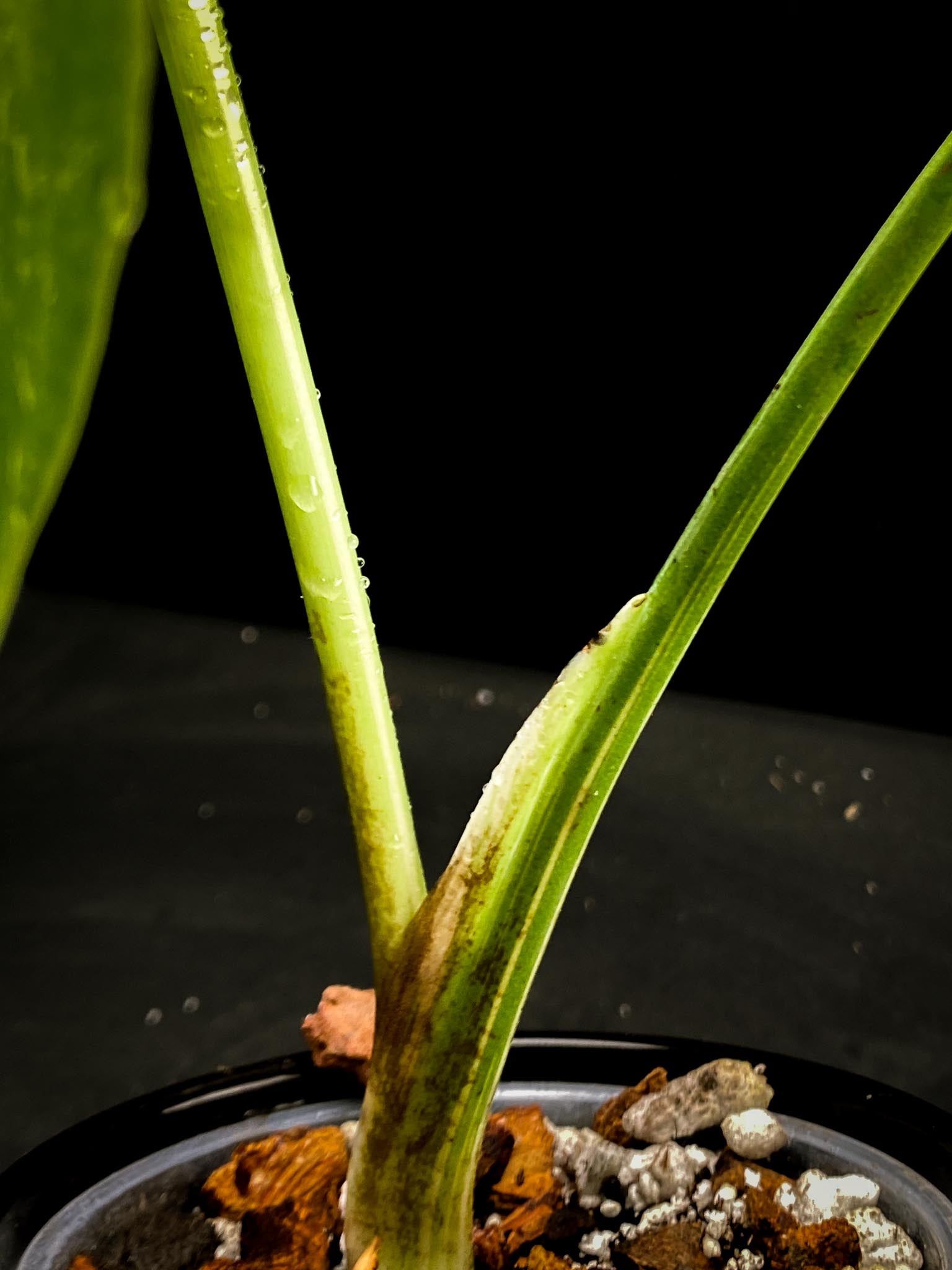 Monstera Thai Constellation 2 Leaves  2 Nodes  Top Cutting Rooted