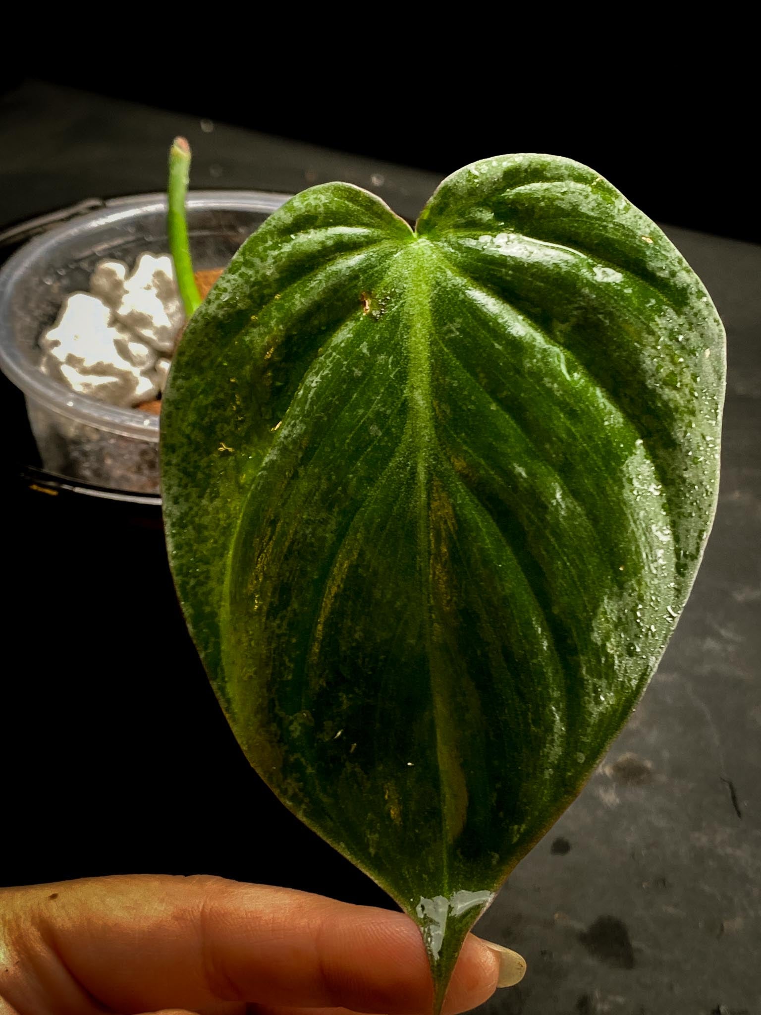 Philodendron Micans Variegated  1 leaf 1 growing bud