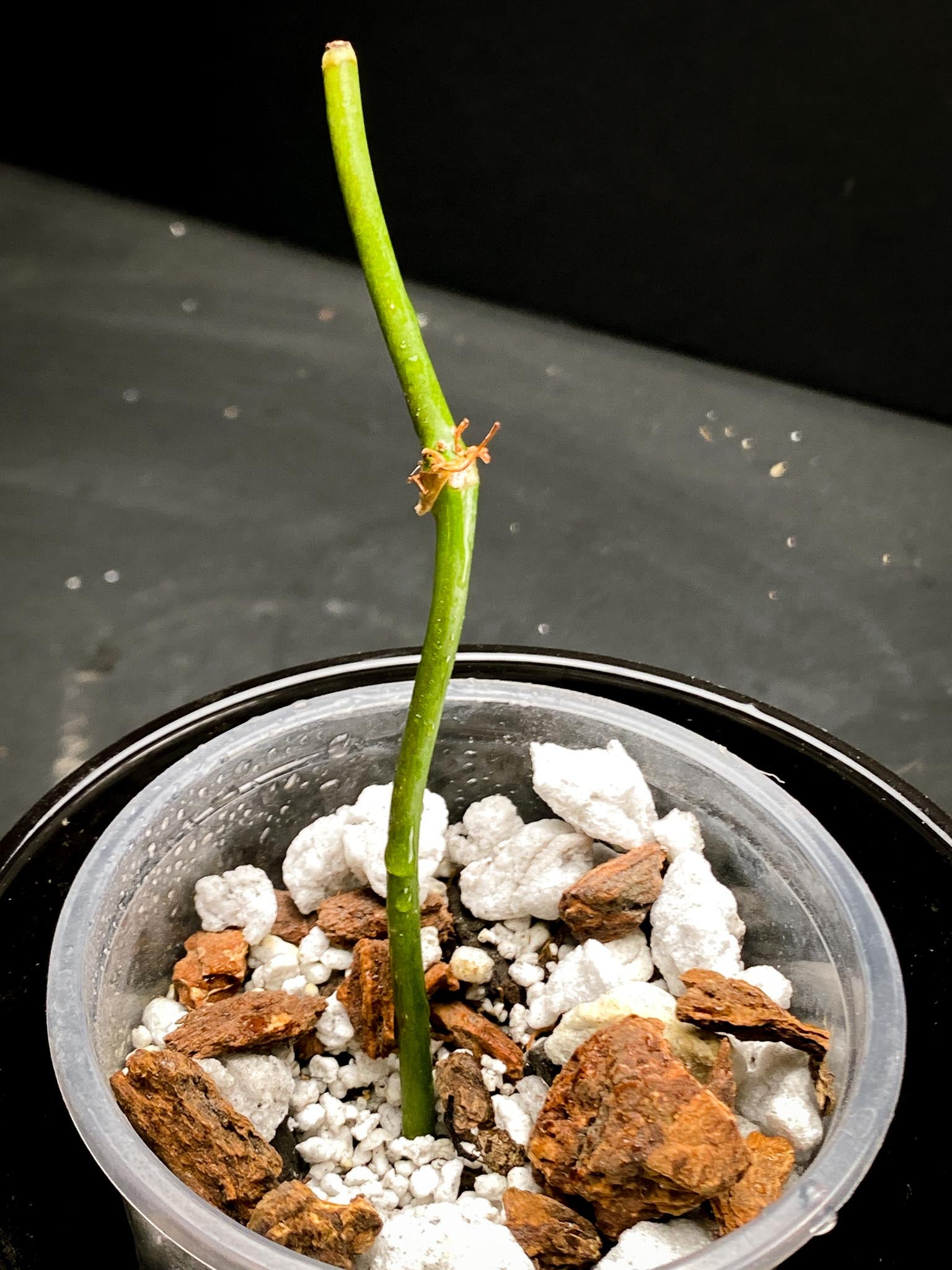 Philodendron Micans Variegated double node 2 growing buds