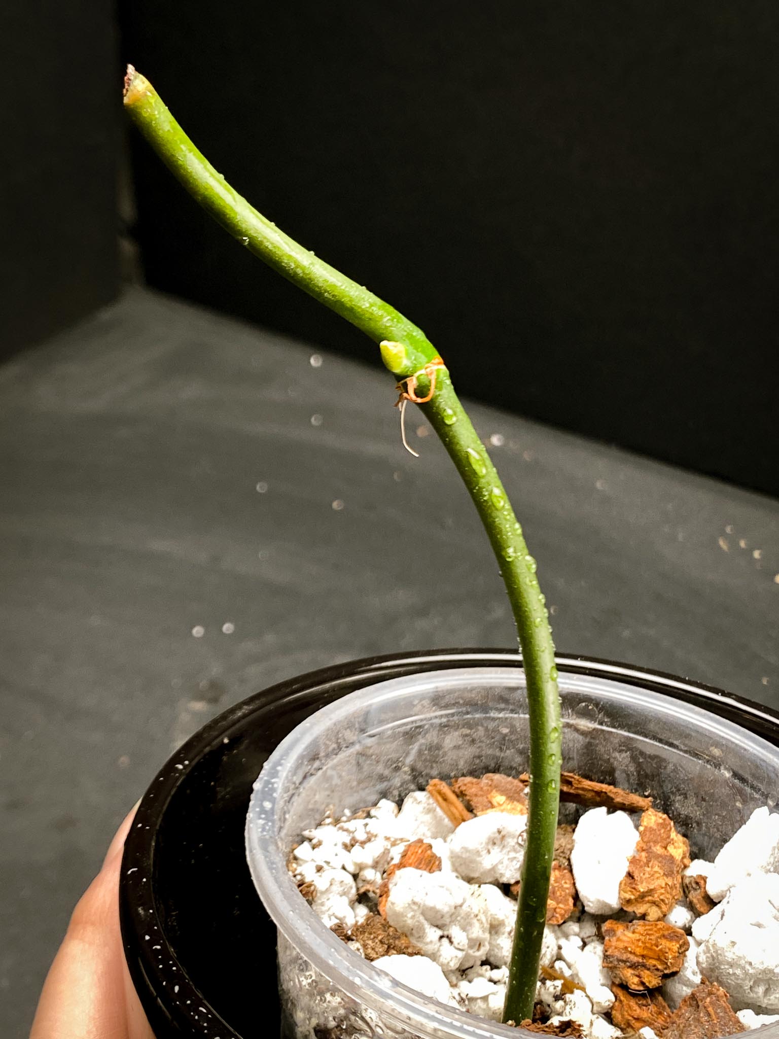 Philodendron Micans Variegated double node 2 growing buds (Copy)