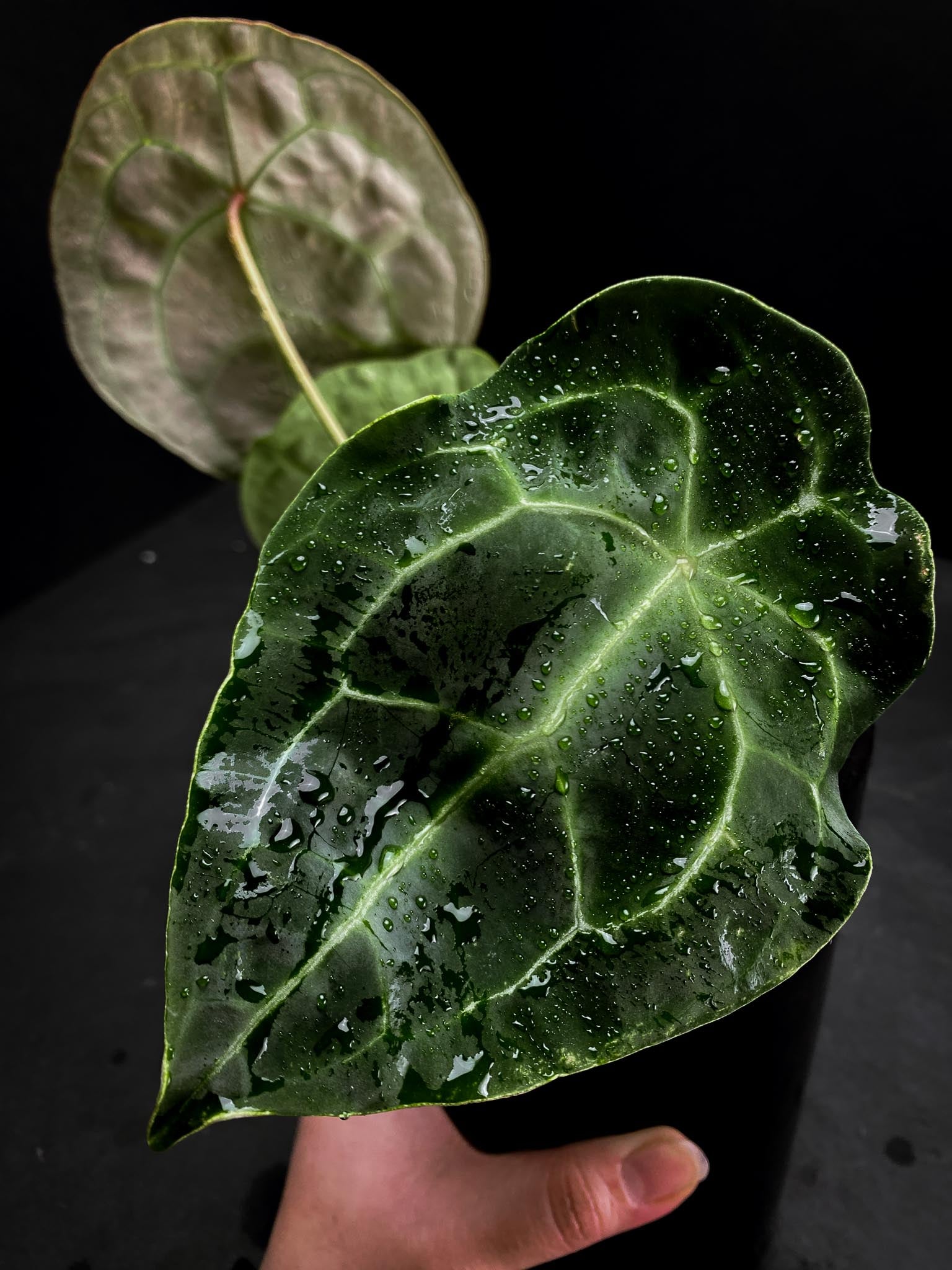 Anthurium Forgetii X Papillilaminum 4 Leaves  Multiple Nodes Multiple Sprouts Top Cutting Rooted