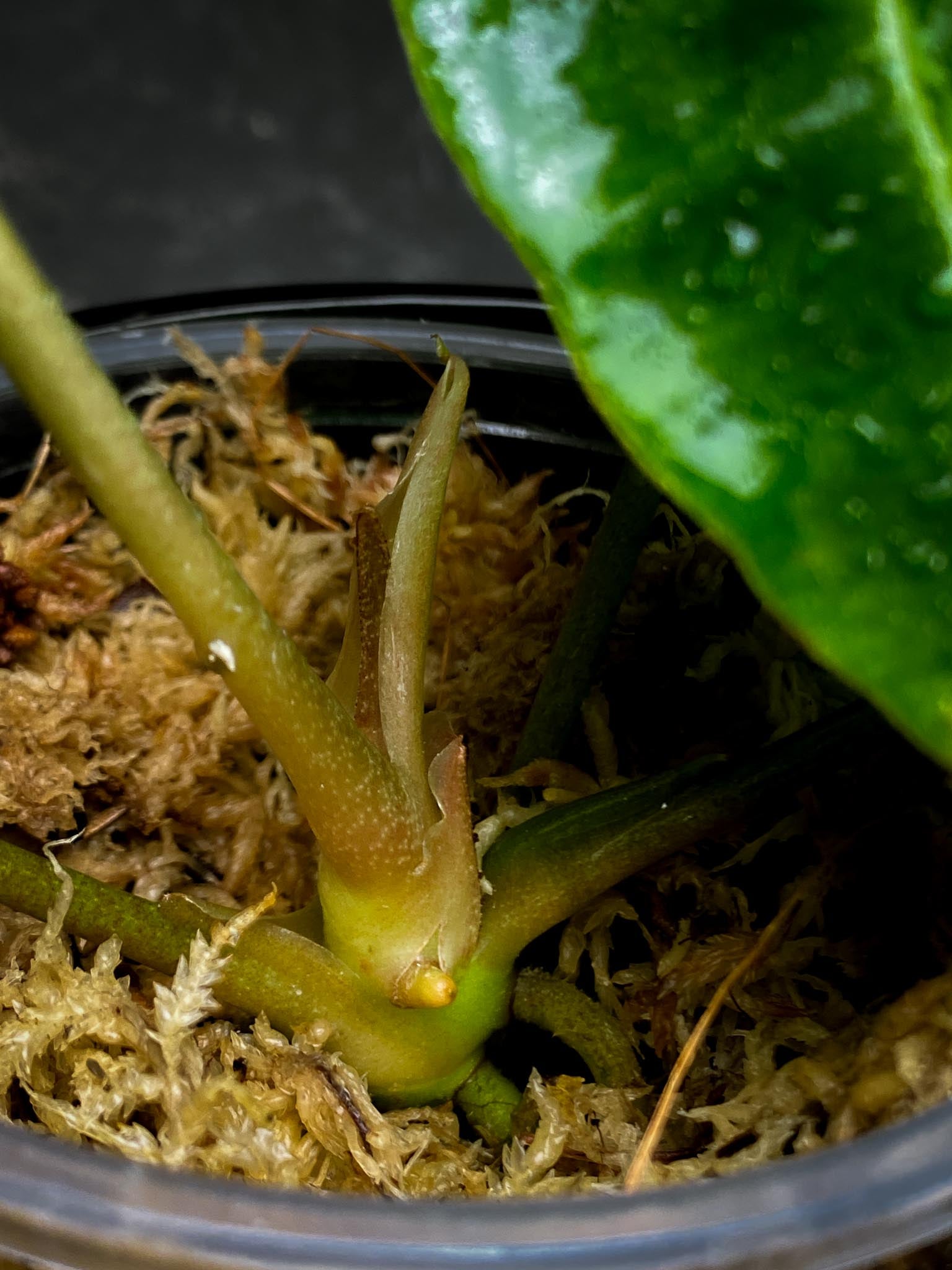 Anthurium Forgetii X Papillilaminum 4 Leaves  Multiple Nodes Multiple Sprouts Top Cutting Rooted