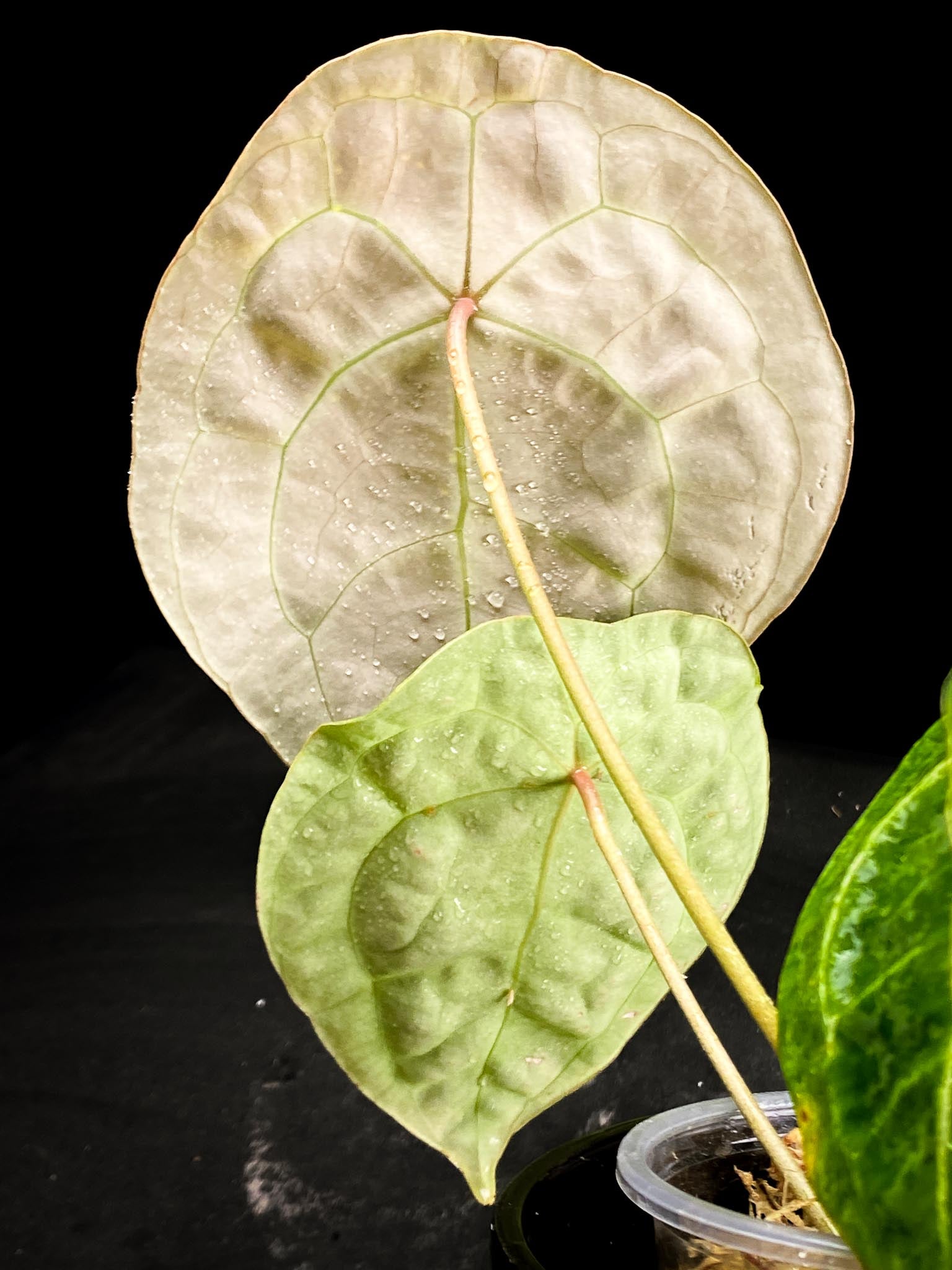 Anthurium Forgetii X Papillilaminum 4 Leaves  Multiple Nodes Multiple Sprouts Top Cutting Rooted