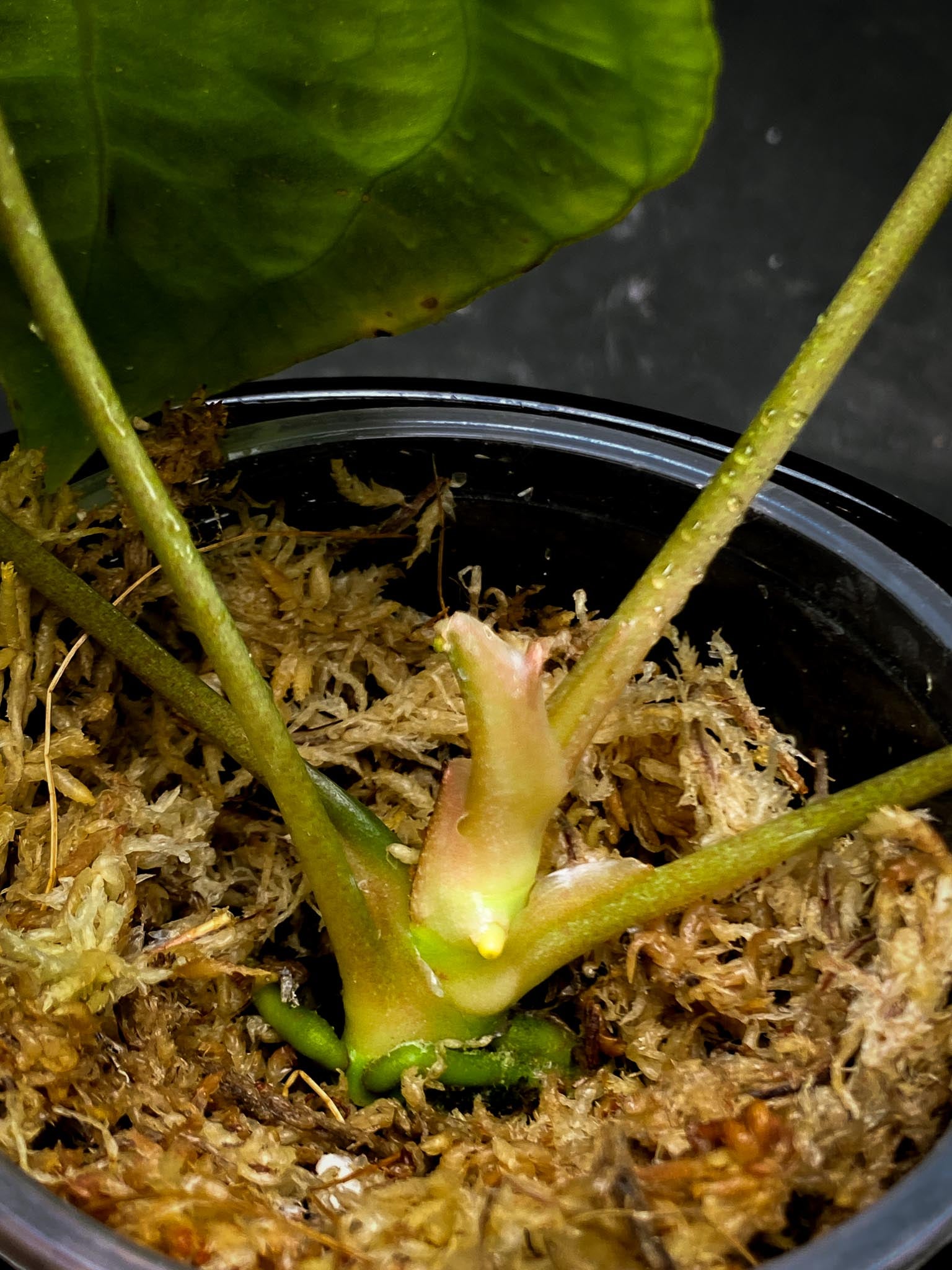 Anthurium Forgetii X Papillilaminum 4 Leaves  Multiple Nodes Multiple Sprouts Top Cutting Rooted