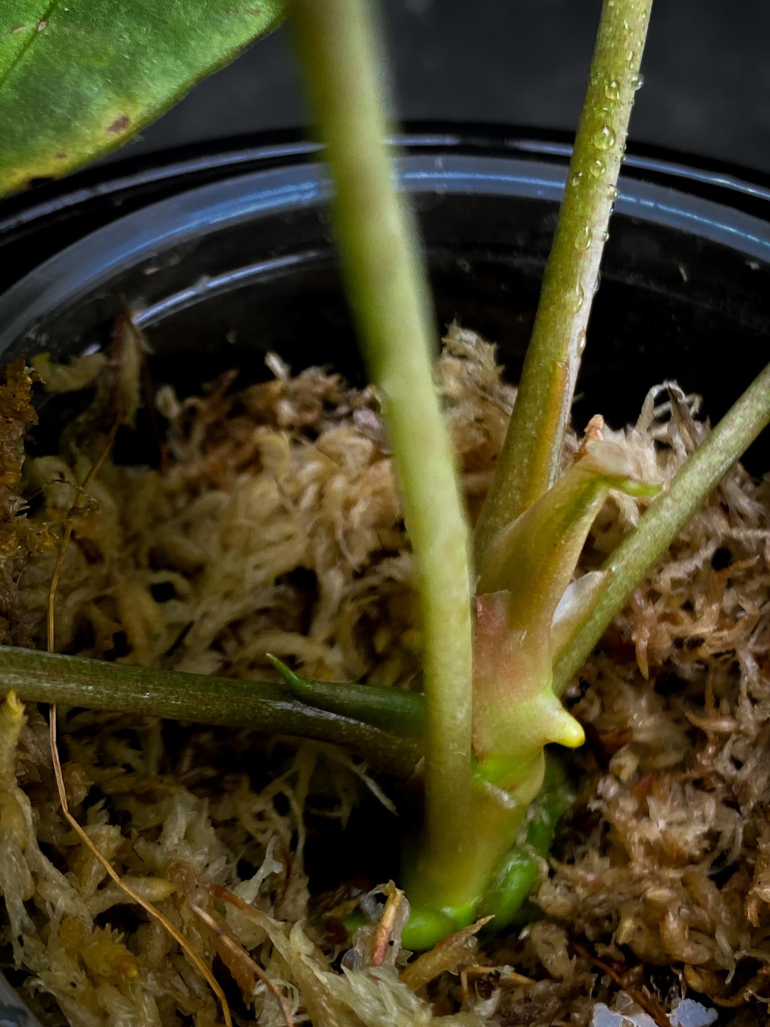 Anthurium Forgetii X Papillilaminum 4 Leaves  Multiple Nodes Multiple Sprouts Top Cutting Rooted