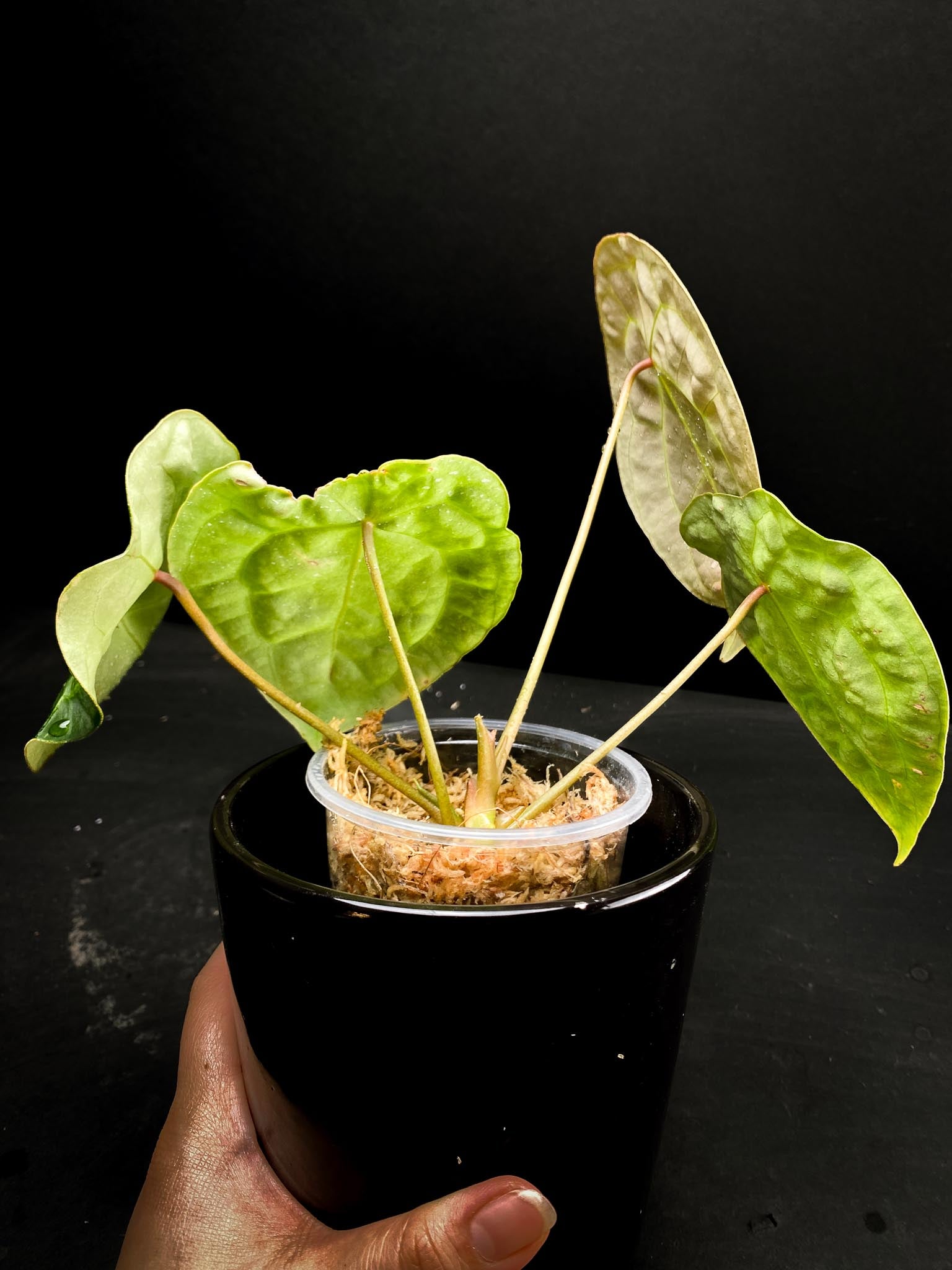 Anthurium Forgetii X Papillilaminum 4 Leaves  Multiple Nodes Multiple Sprouts Top Cutting Rooted