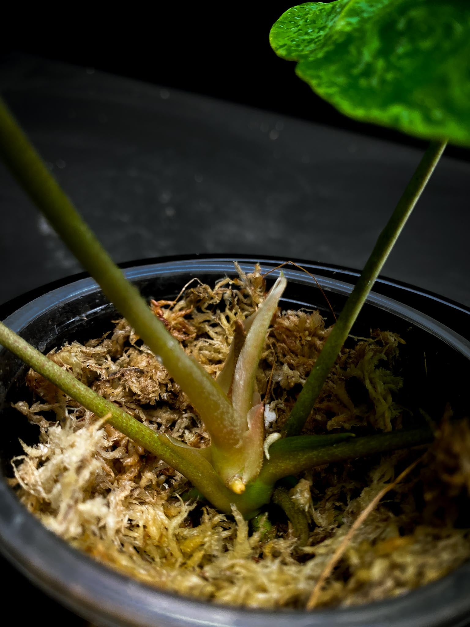 Anthurium Forgetii X Papillilaminum 4 Leaves  Multiple Nodes Multiple Sprouts Top Cutting Rooted