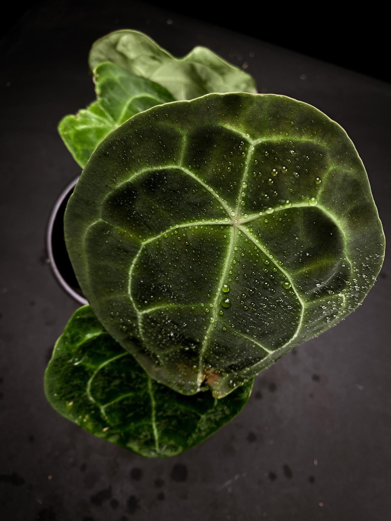 Anthurium Forgetii X Papillilaminum 4 Leaves  Multiple Nodes Multiple Sprouts Top Cutting Rooted