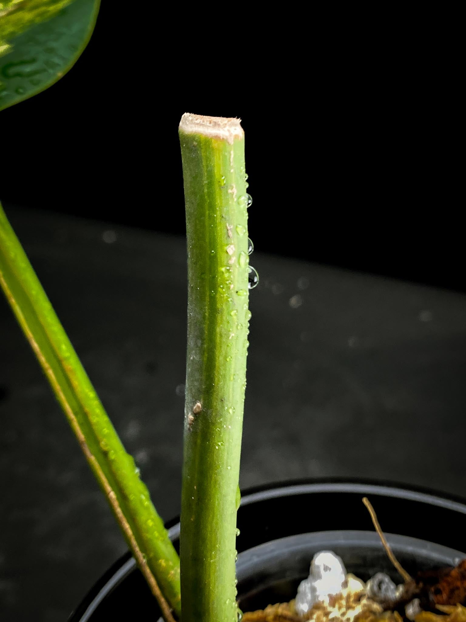 Epipremnum Giganteum Aurea Variegated 1 Leaf 2 Nodes  1 Sprout xP