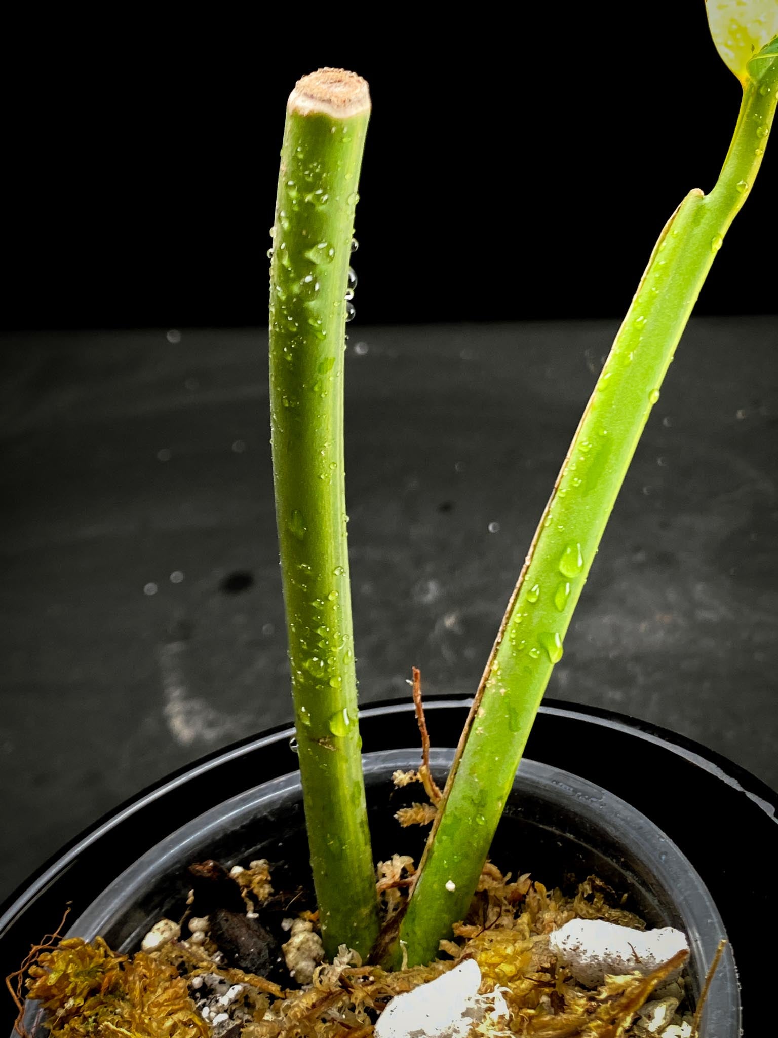 Epipremnum Giganteum Aurea Variegated 1 Leaf 2 Nodes  1 Sprout xP