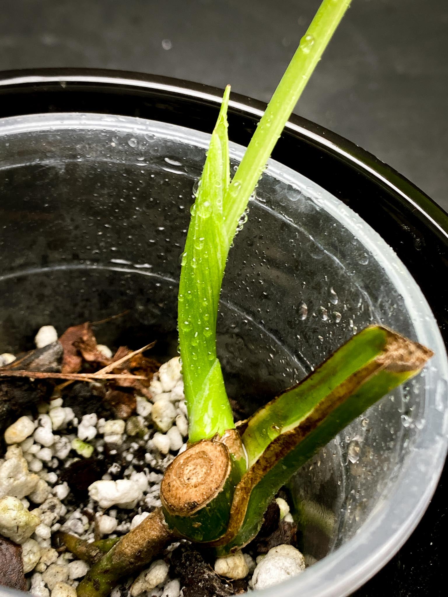 Monstera Thai Constellation 1 Leaf 2 Nodes  1 Sprout Rooted