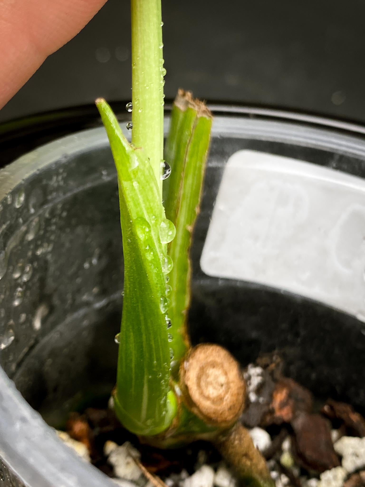 Monstera Thai Constellation 1 Leaf 2 Nodes  1 Sprout Rooted