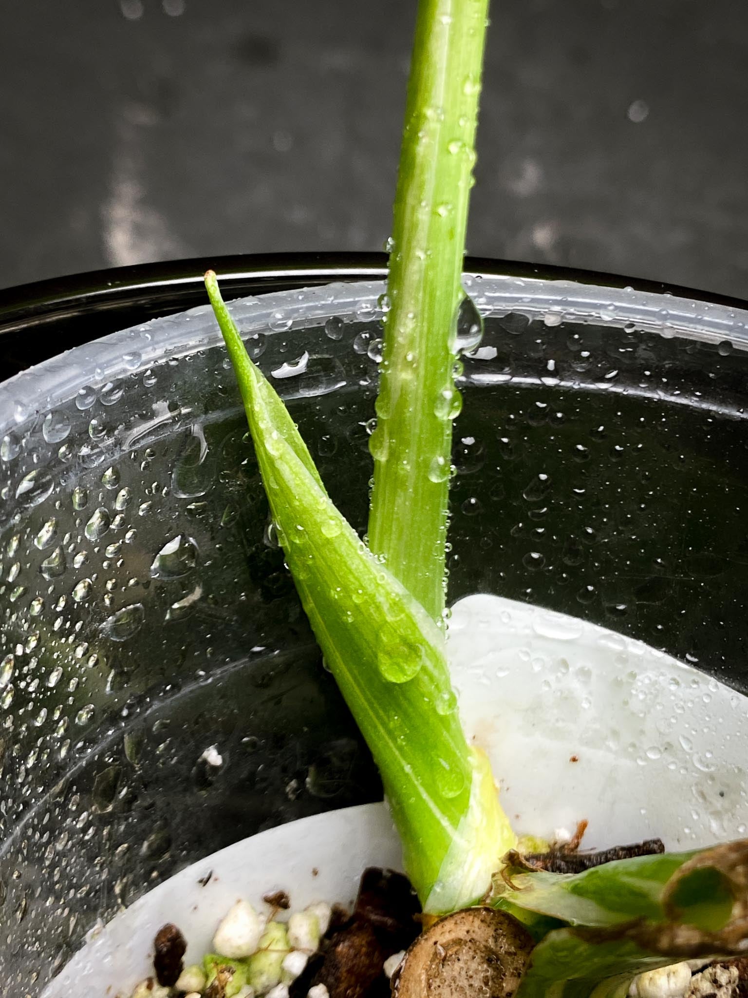 Monstera Thai Constellation 1 Leaf 1 Node  1 Sprout