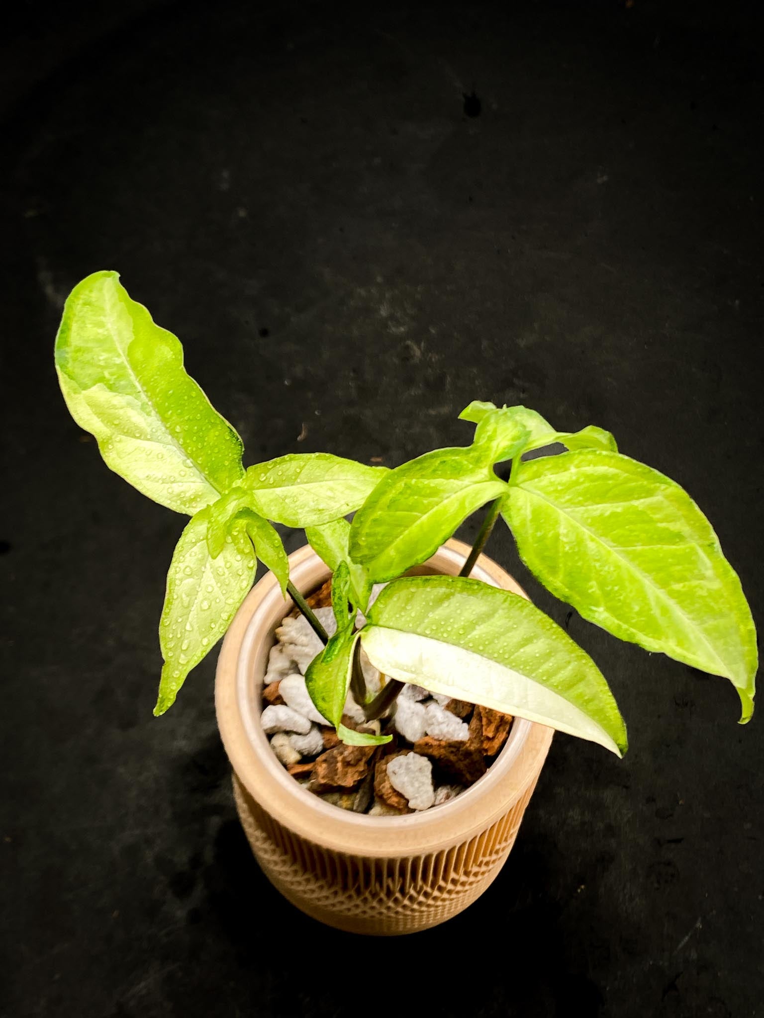 Syngonium Angustatum Variegated Multiple Leaves  Multiple Nodes 1 Growing Bud