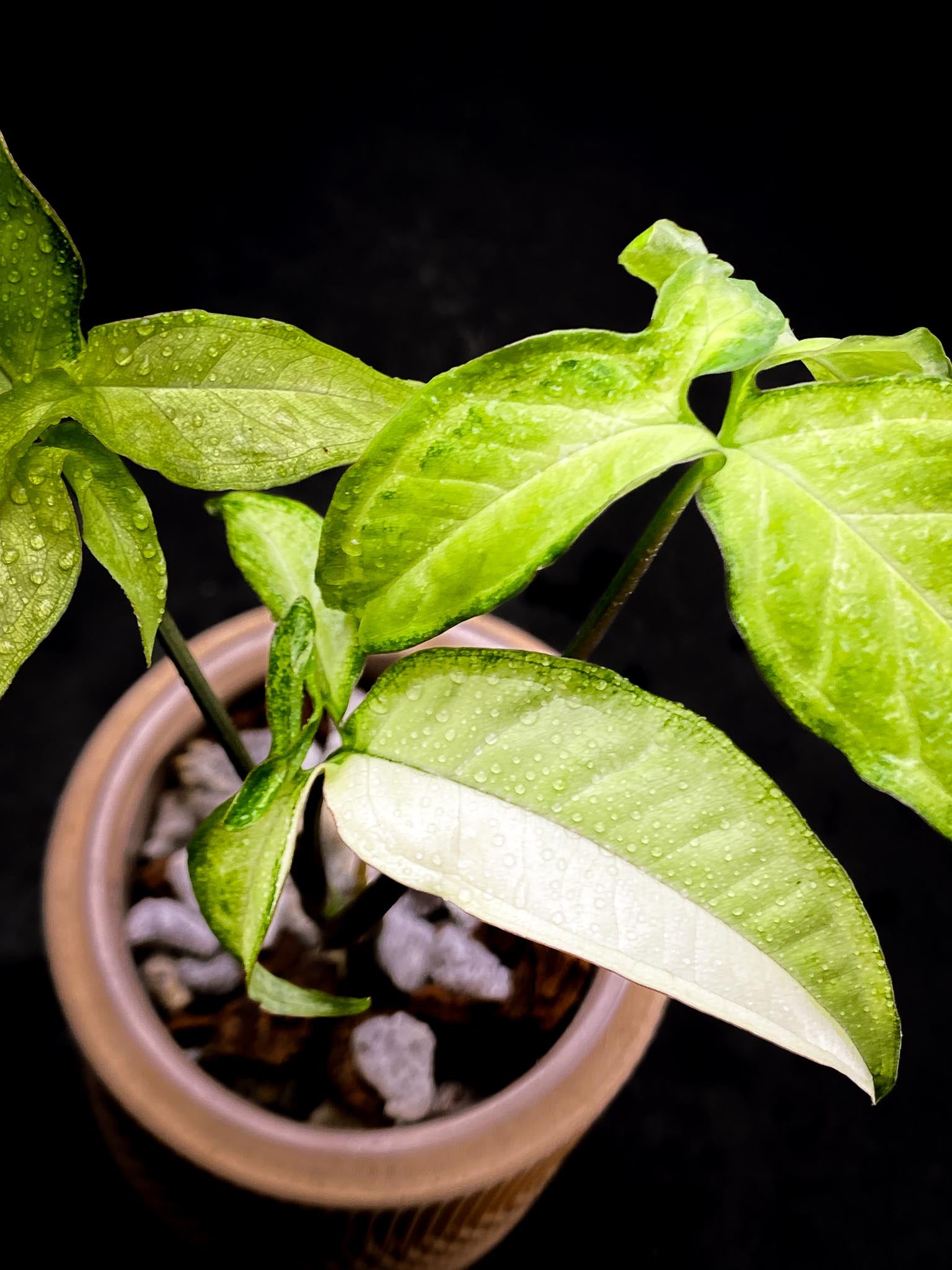 Syngonium Angustatum Variegated Multiple Leaves  Multiple Nodes 1 Growing Bud