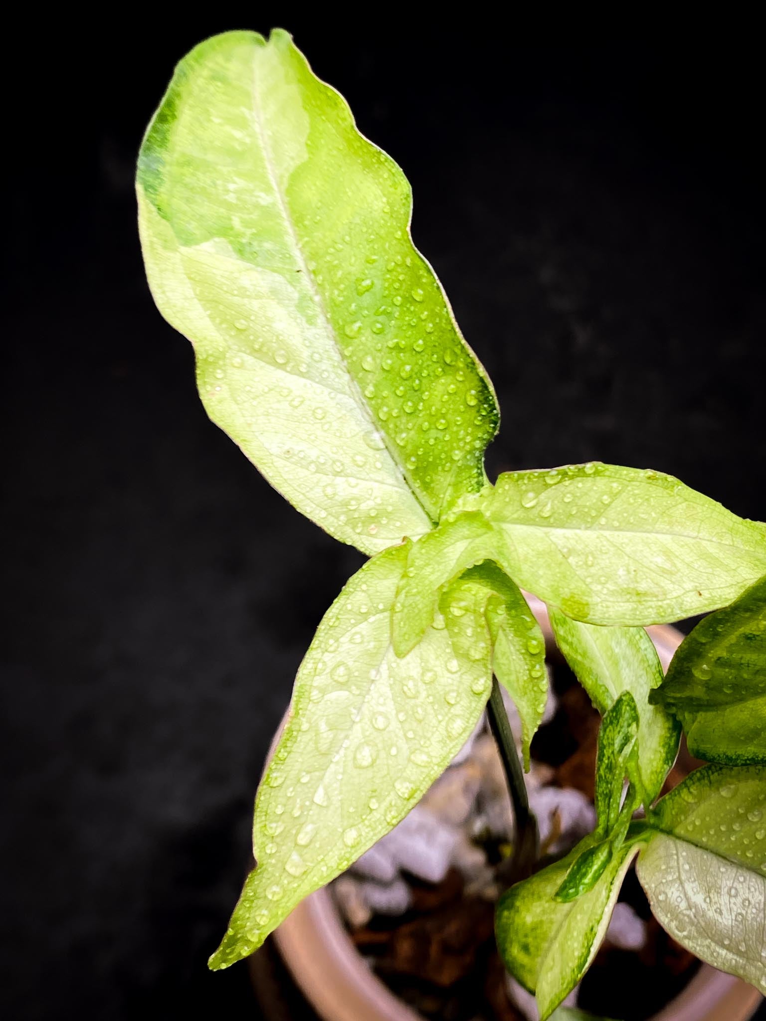 Syngonium Angustatum Variegated Multiple Leaves  Multiple Nodes 1 Growing Bud