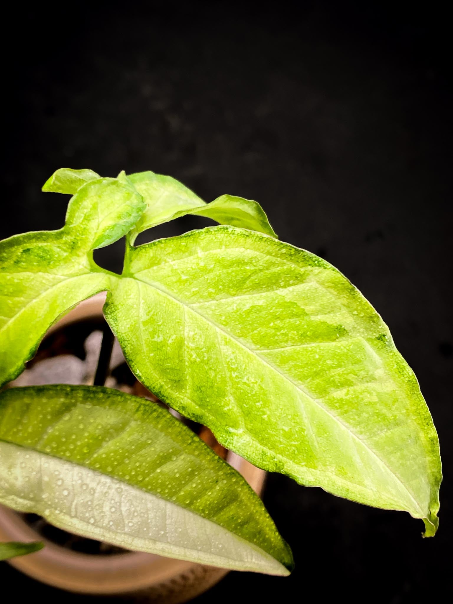 Syngonium Angustatum Variegated Multiple Leaves  Multiple Nodes 1 Growing Bud