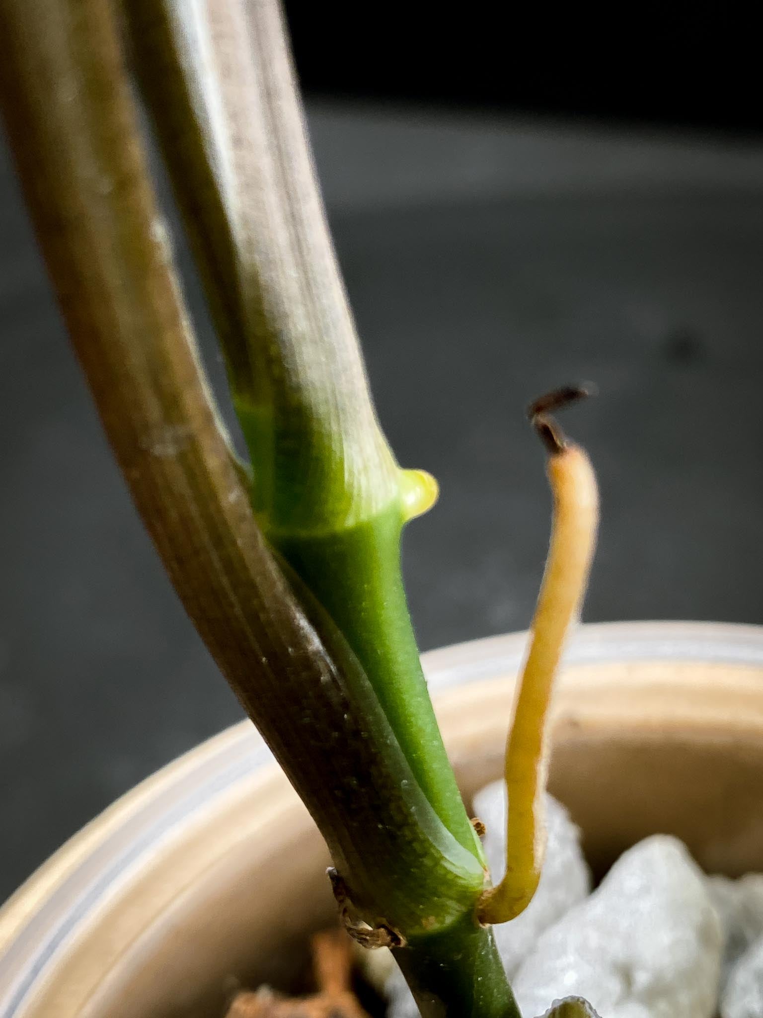 Syngonium Angustatum Variegated Multiple Leaves  Multiple Nodes 1 Growing Bud