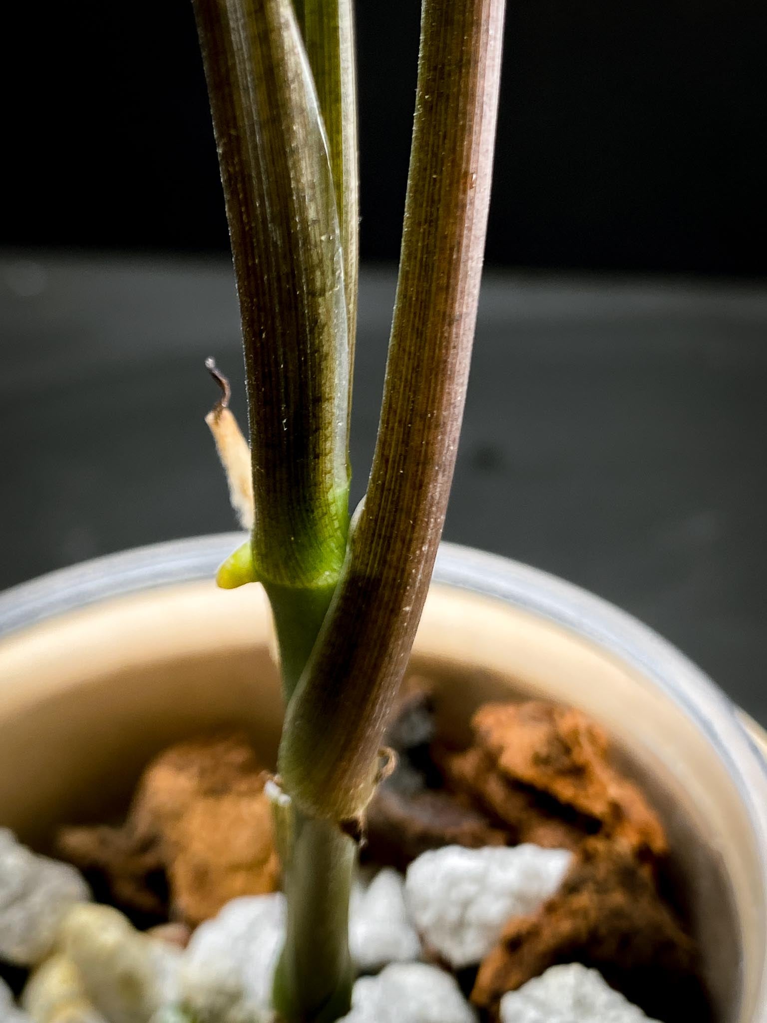 Syngonium Angustatum Variegated Multiple Leaves  Multiple Nodes 1 Growing Bud